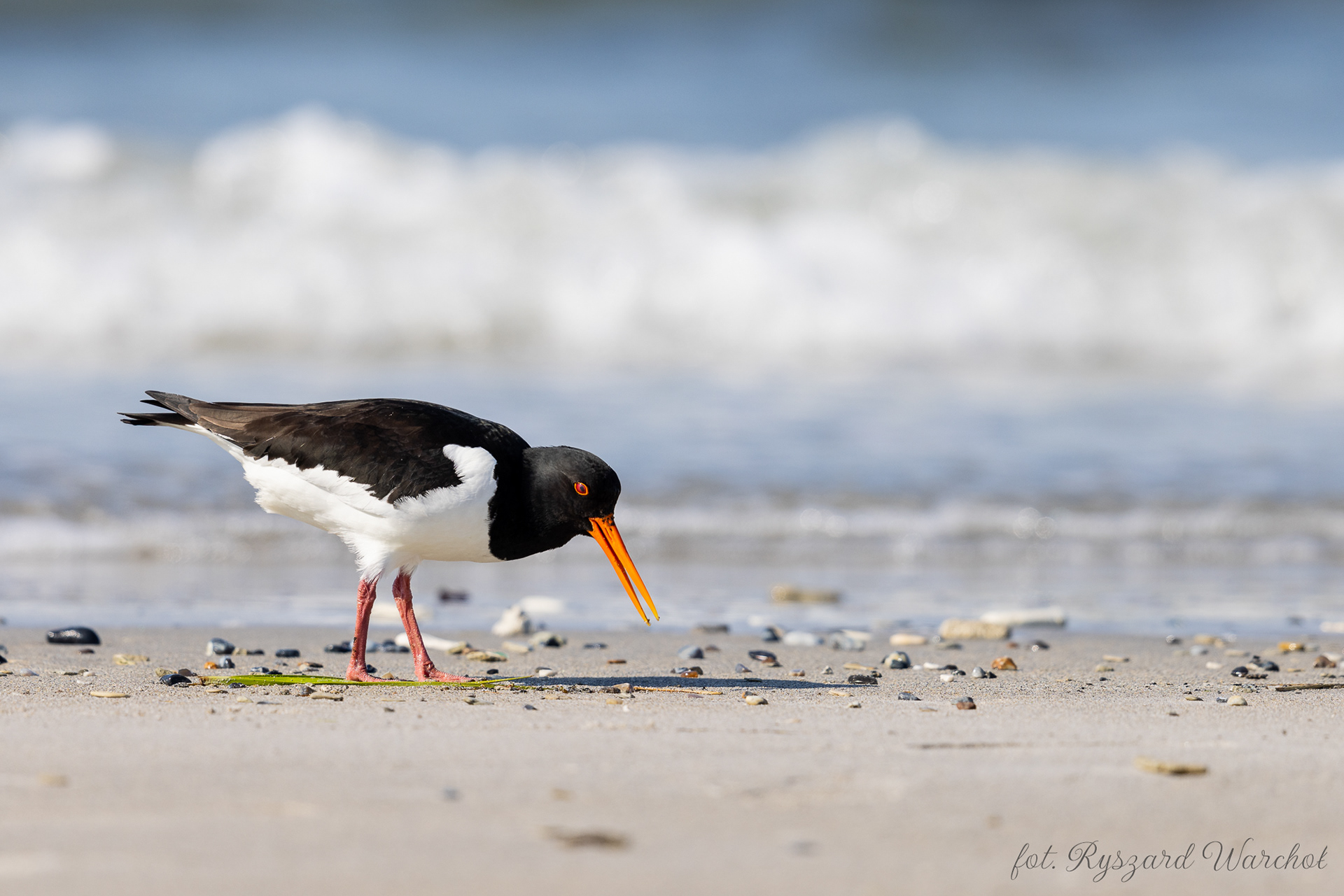 Ostrygojad (Haematopus ostralegus)
