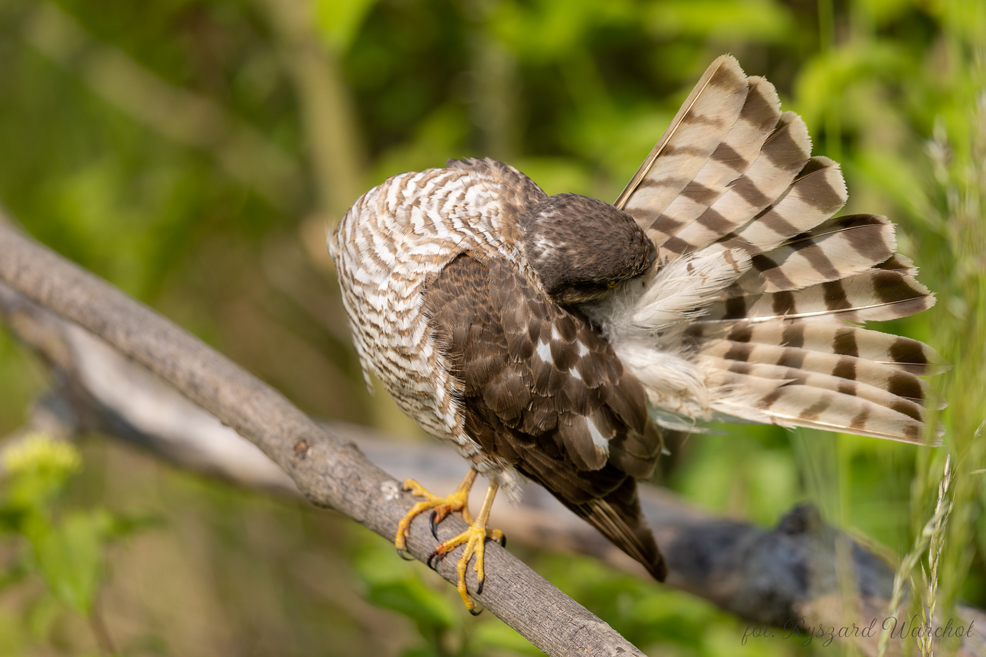 Krogulec (Accipiter nisus)