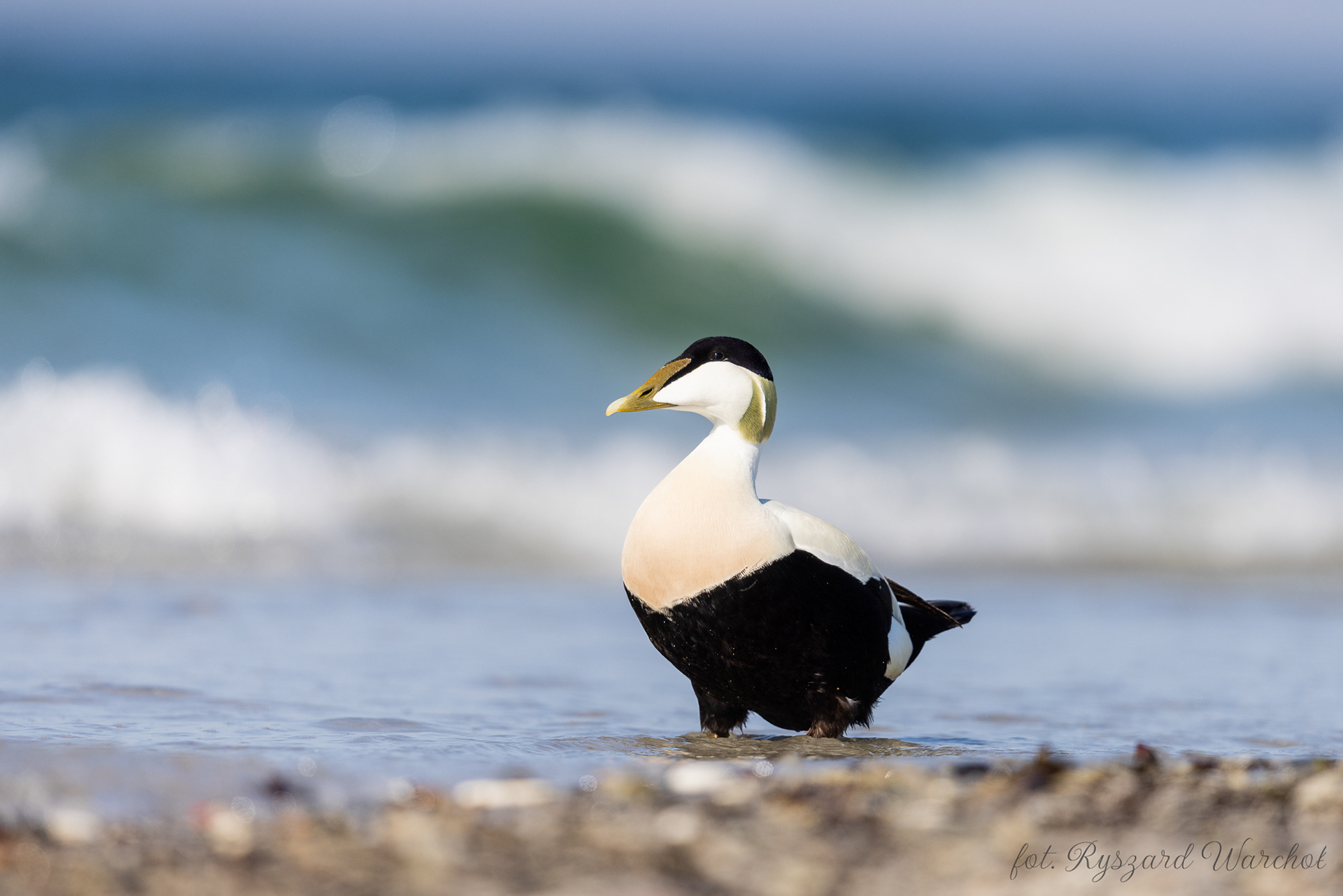 Edredon (Somateria mollissima)