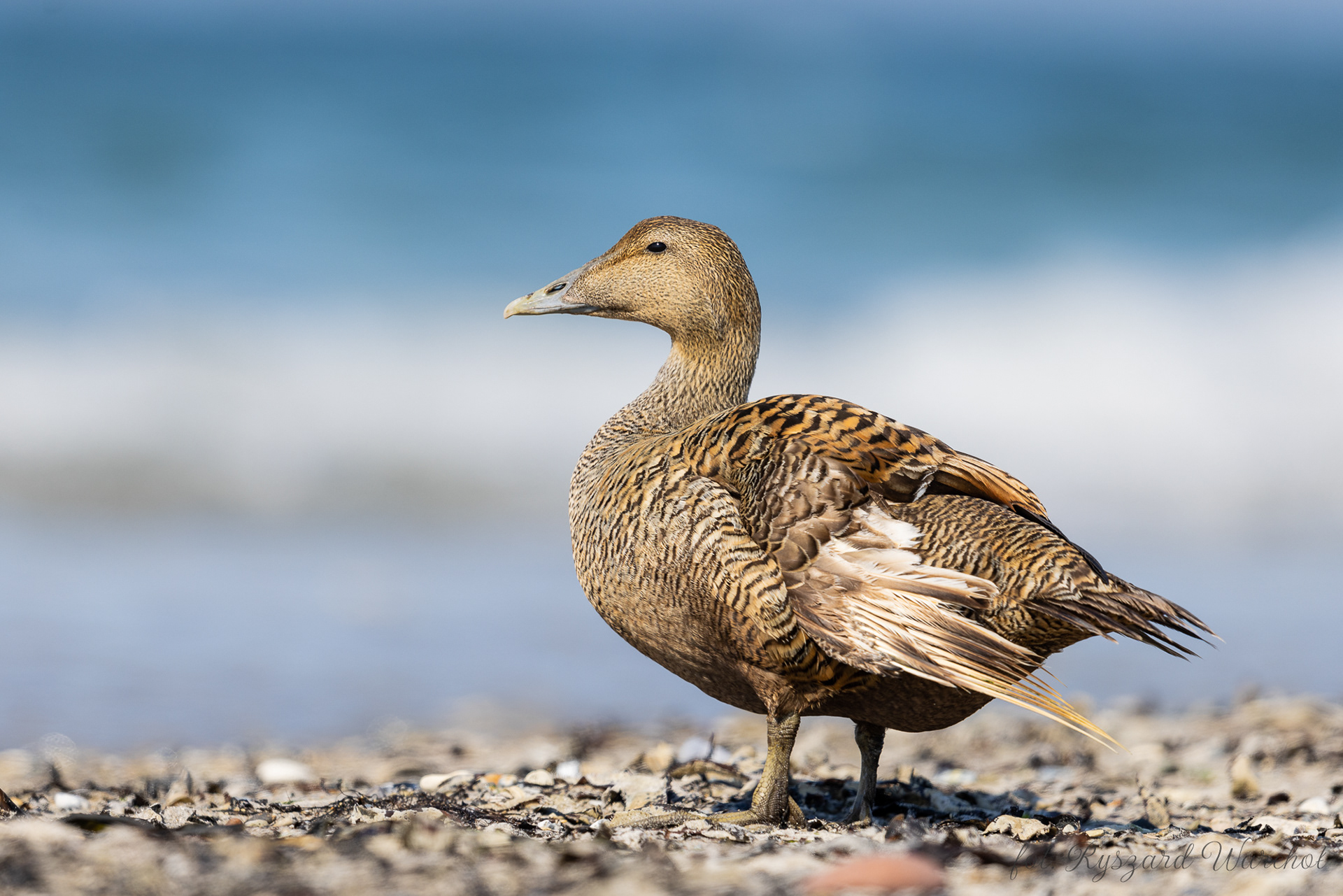 Edredon (Somateria mollissima)