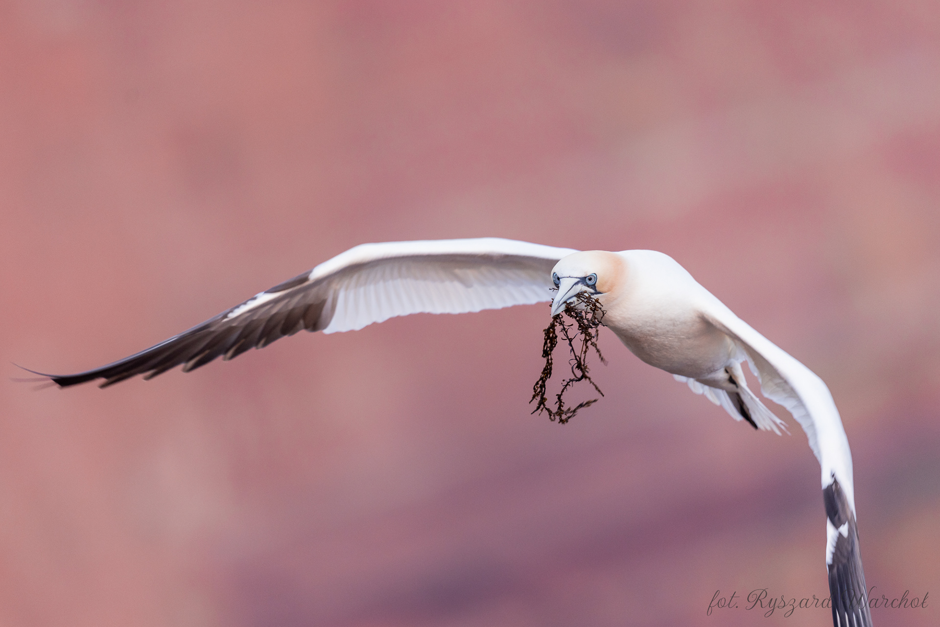 Głuptak (Morus bassanus)