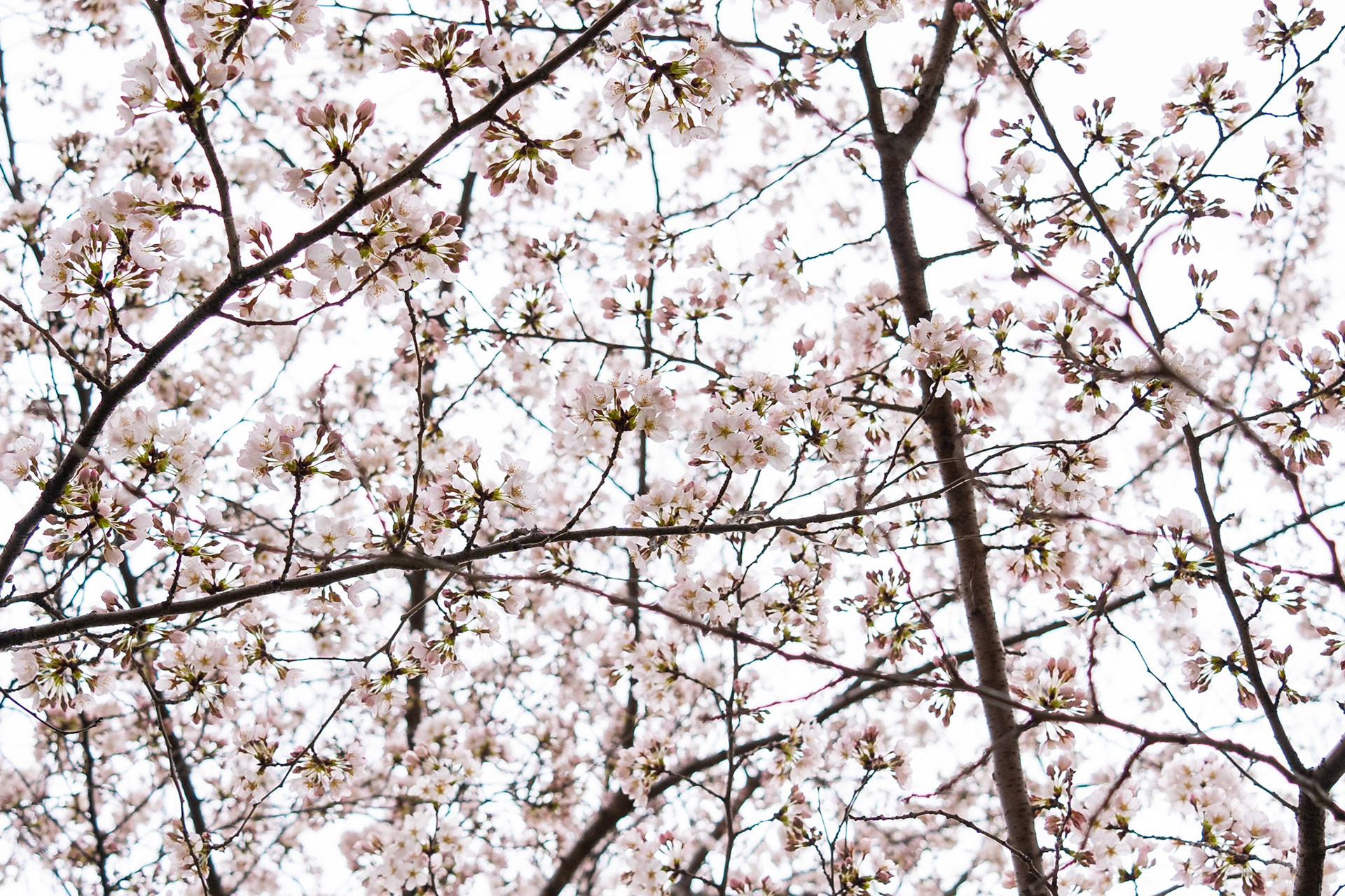 Central Park, NYC, NY | Apr 01, 2022