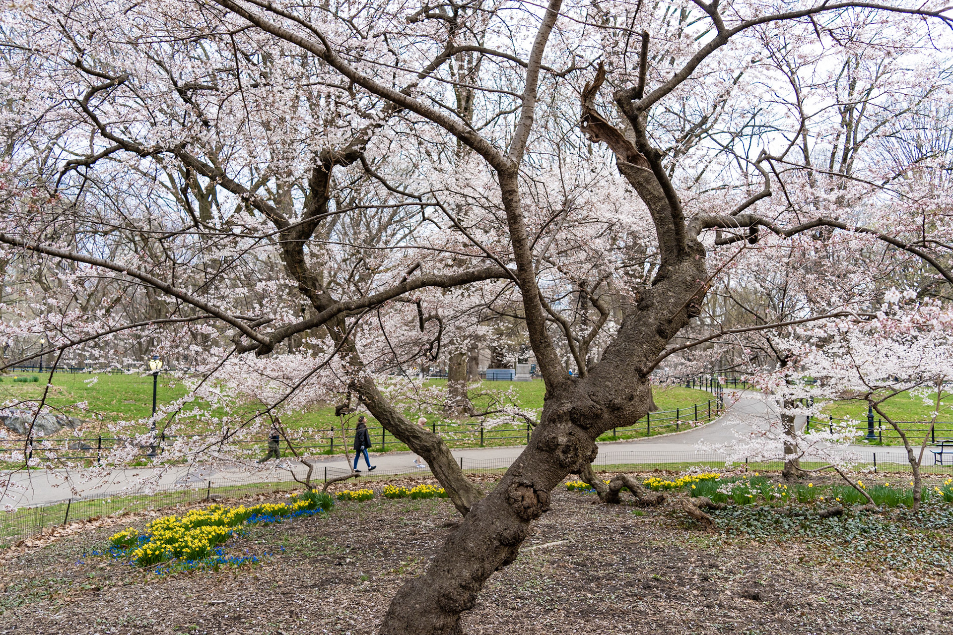 Central Park, NYC, NY | Apr 01, 2022