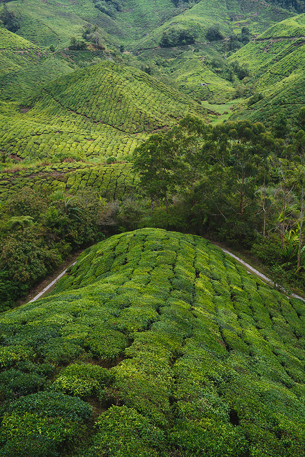 MALASIA_CAMERON HIGHLANDS_02_10