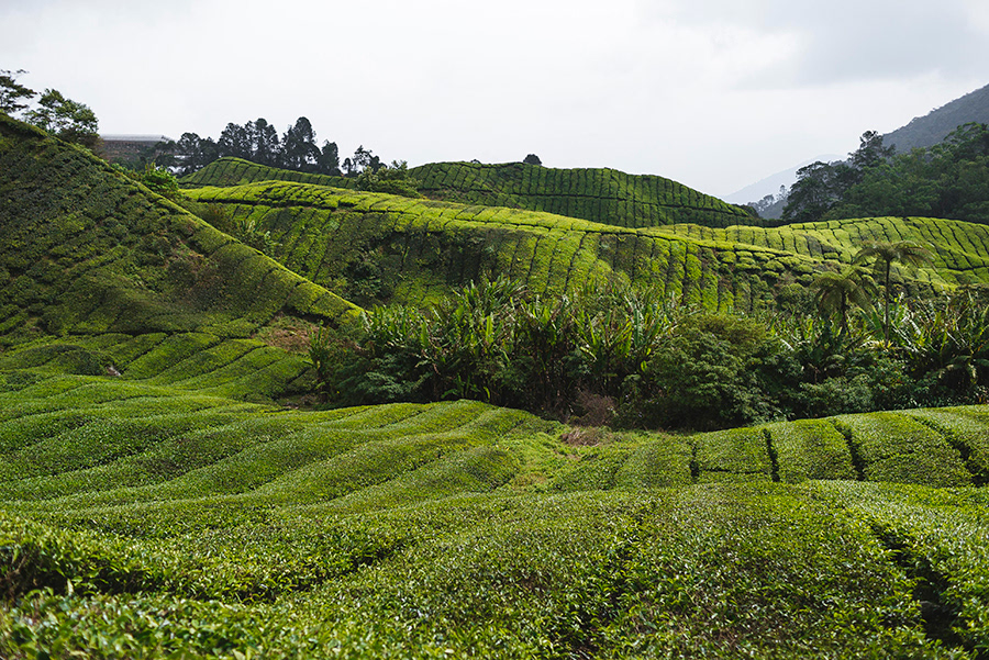 MALASIA_CAMERON HIGHLANDS_01_10
