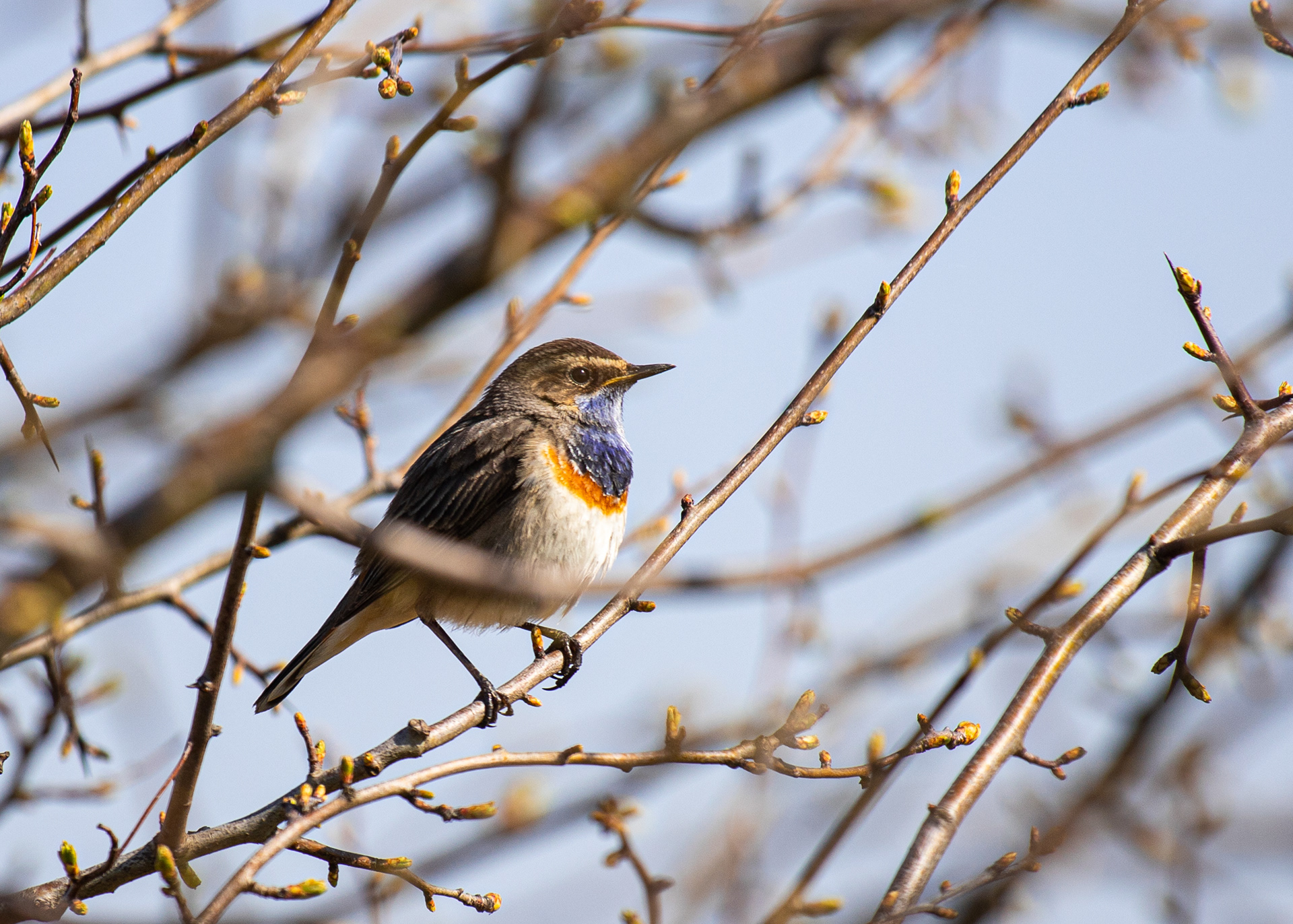 Blauwborst