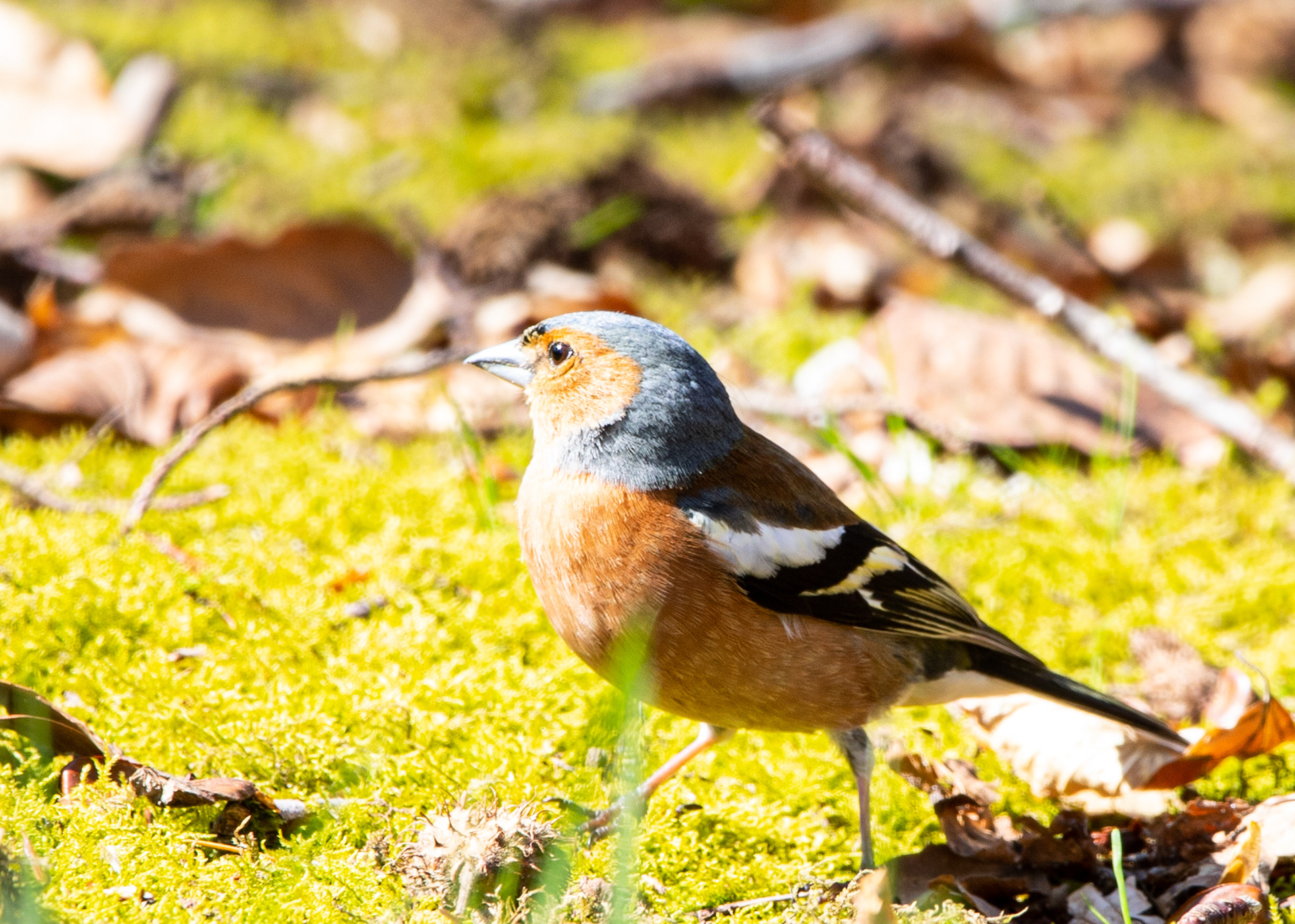 Vink