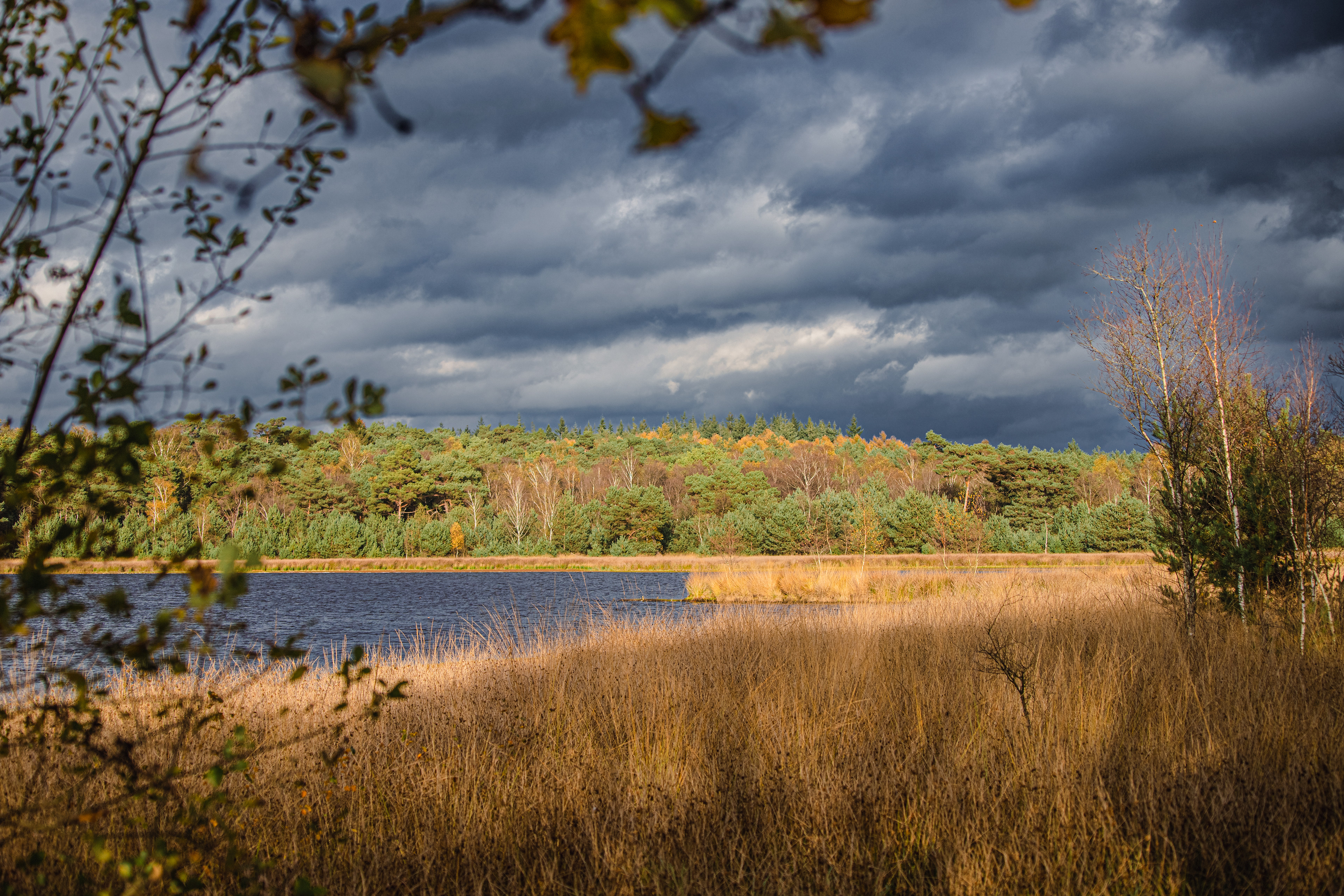Leersumse veld