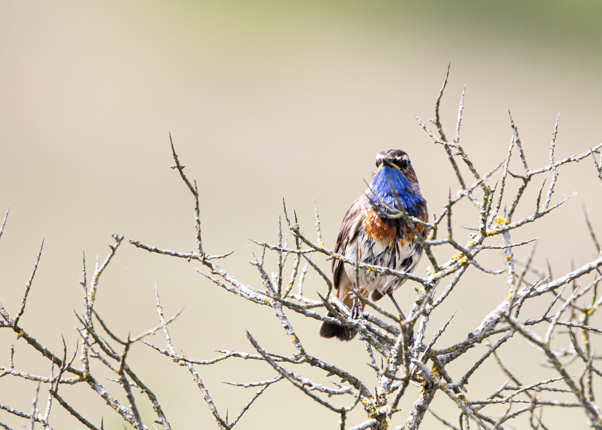 Blauwborst