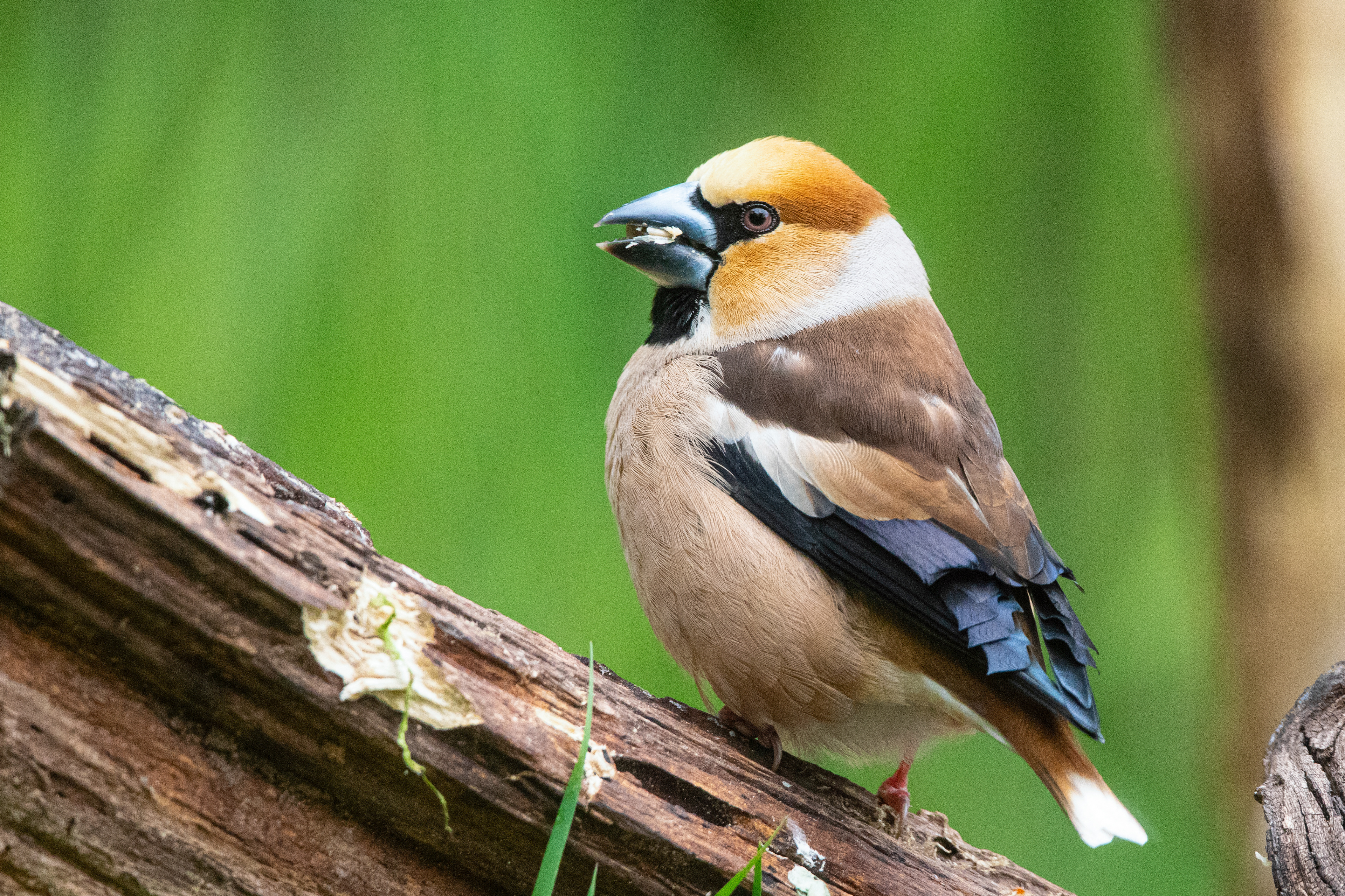 Appelvink