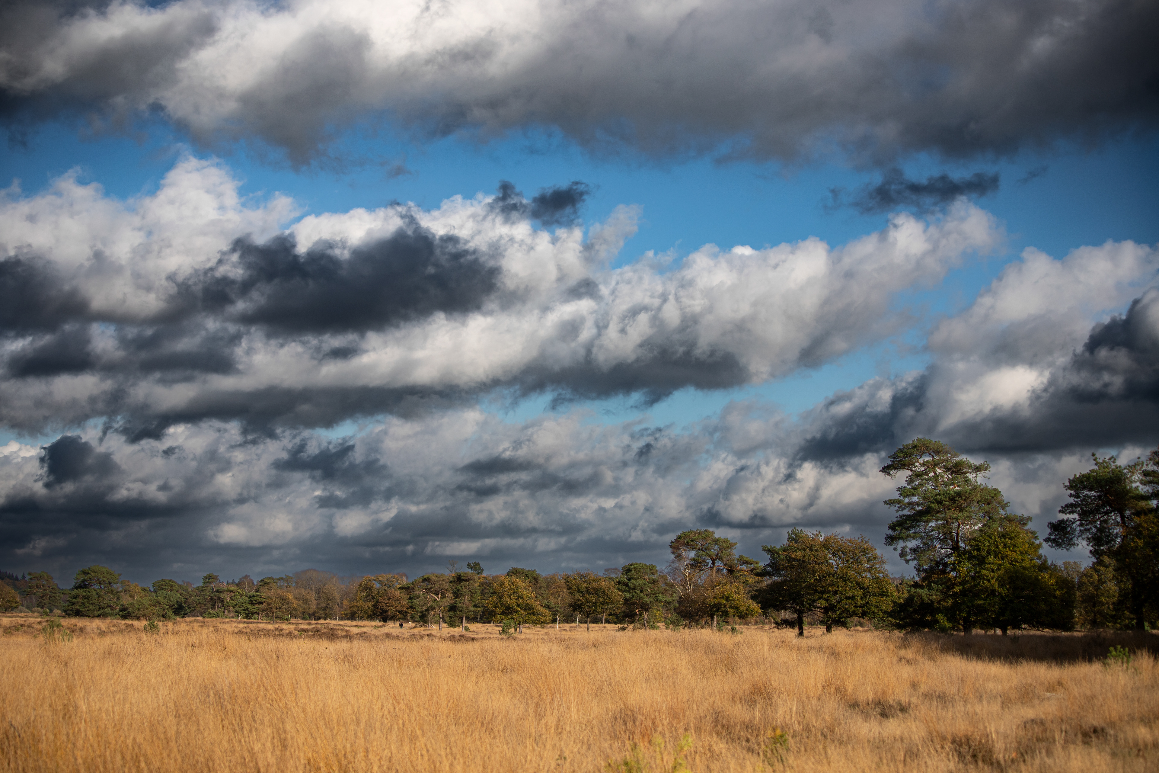 Leersumse veld