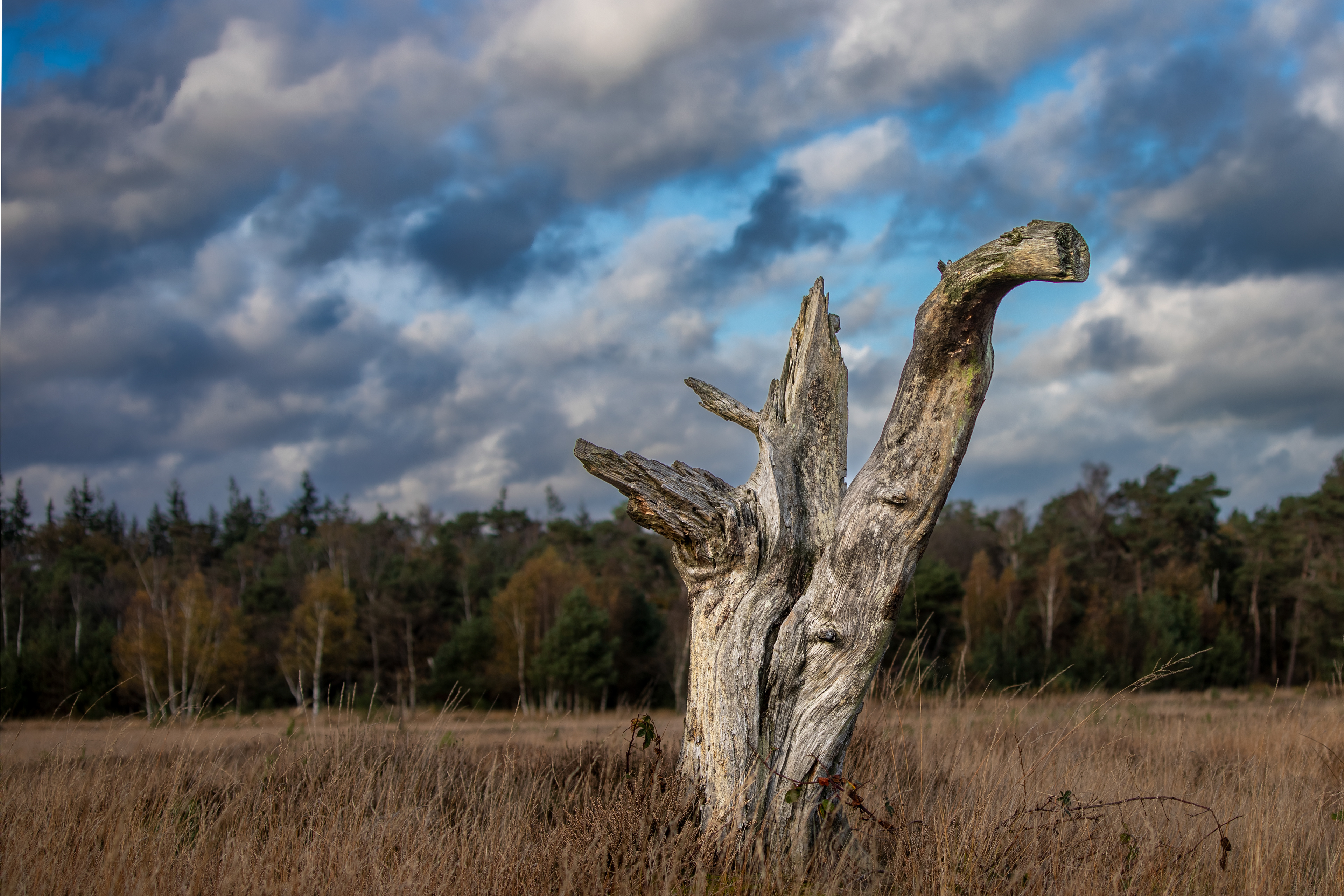 Leersumse veld