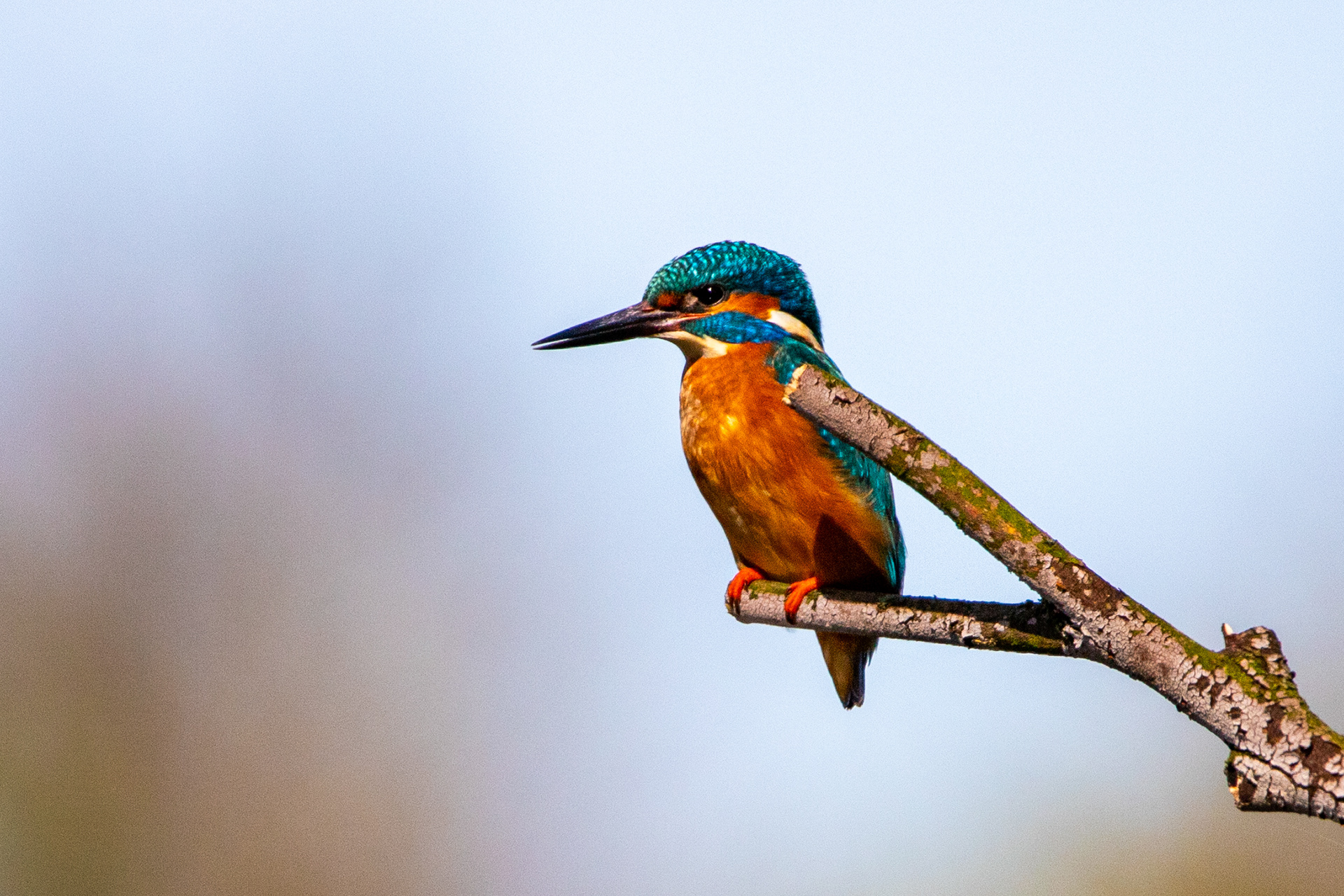 IJsvogel