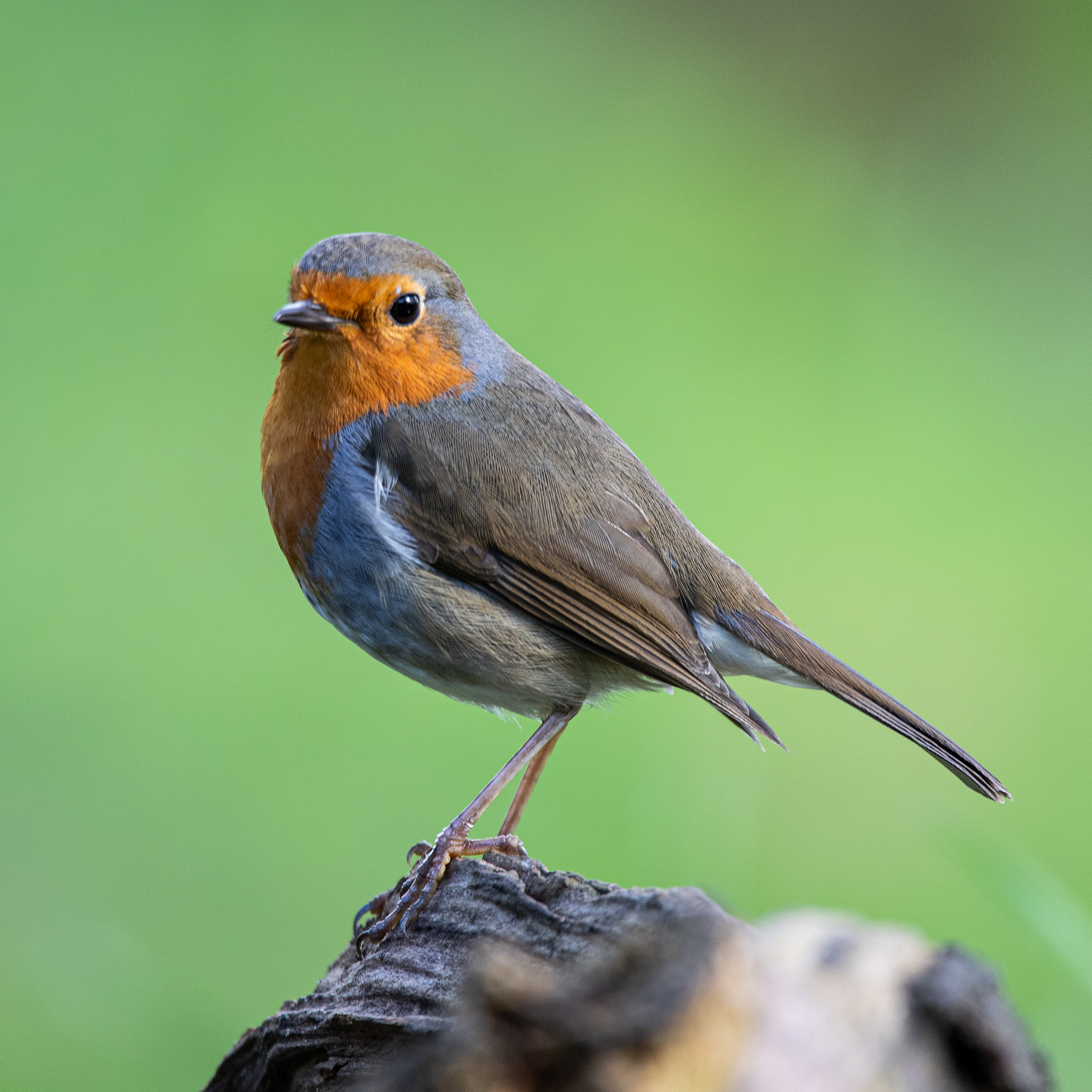 Roodborst