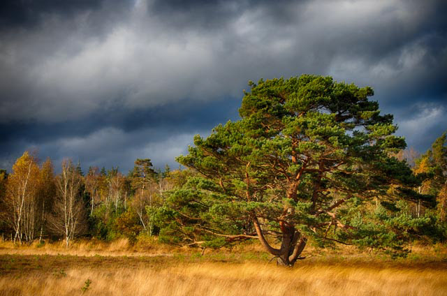 Leersumse veld