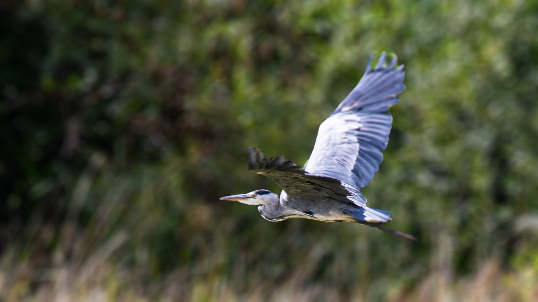 Blauwe reiger