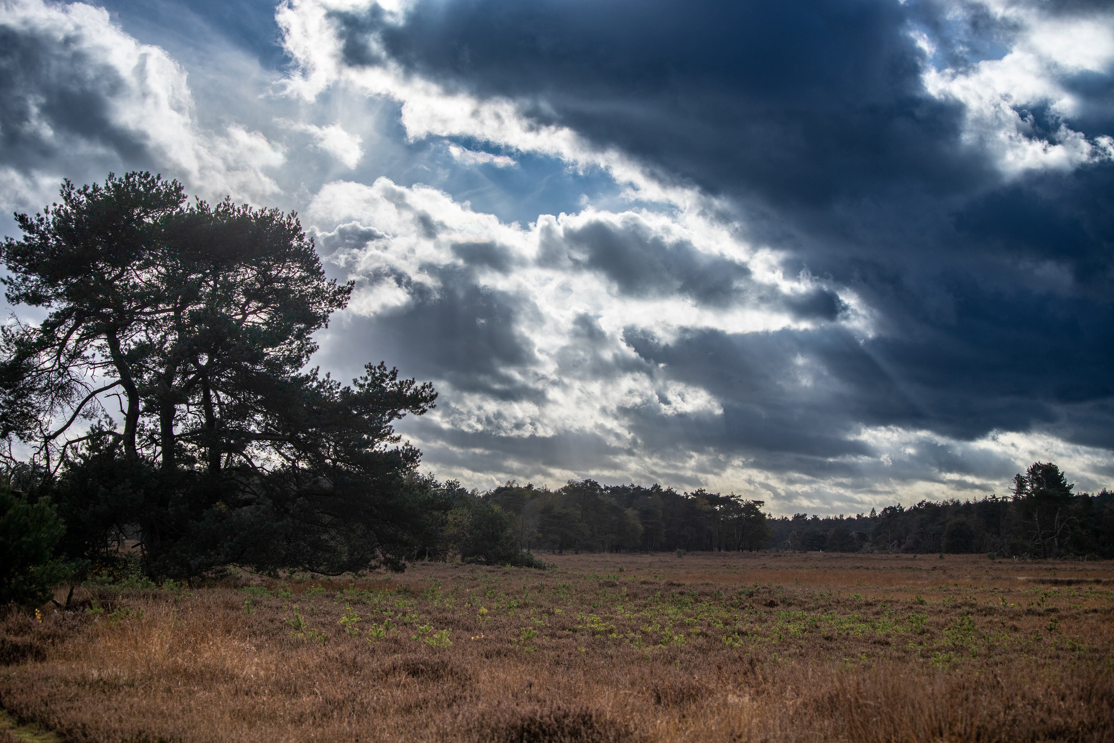 Leersumse veld