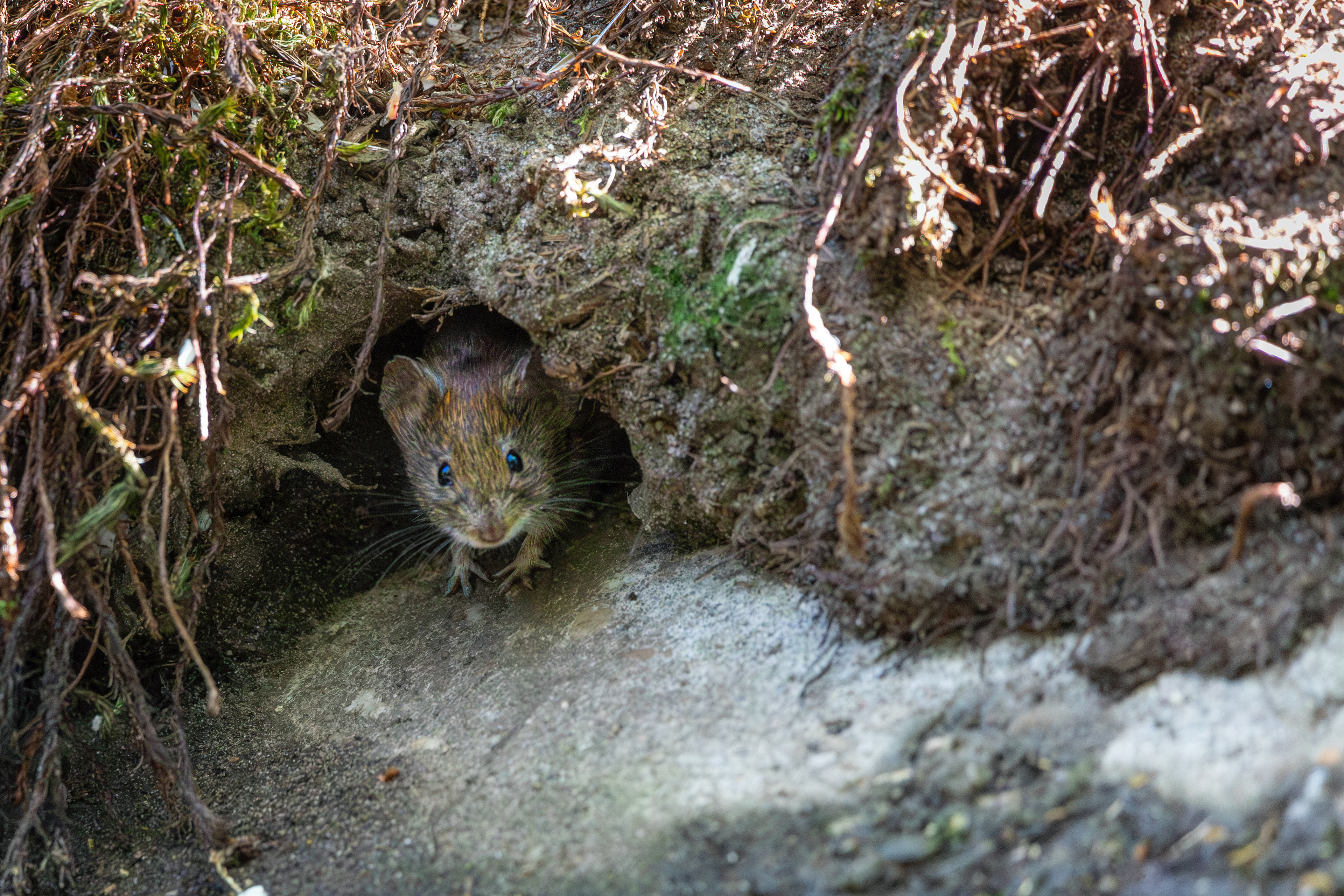 Woelmuis
