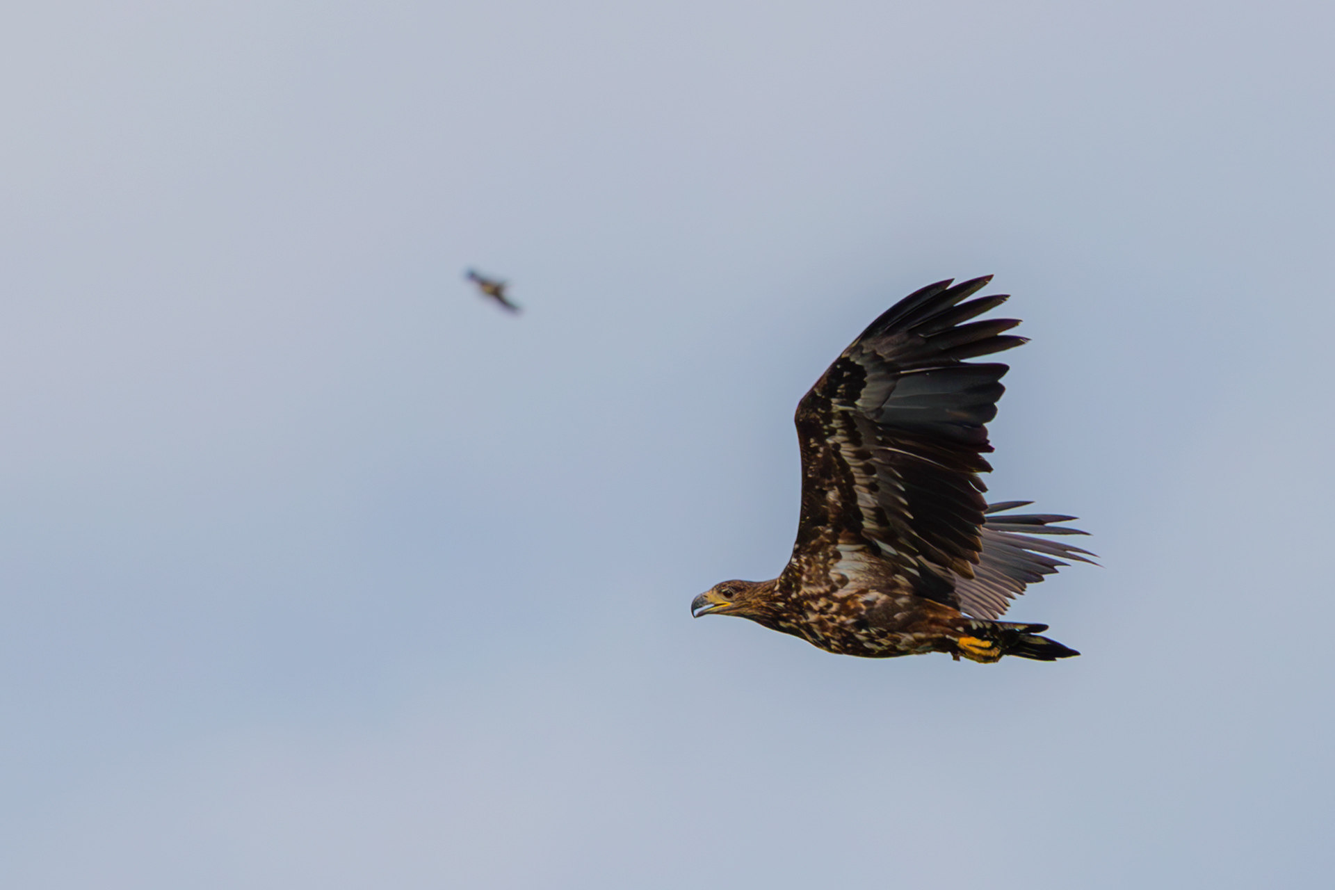 Zeearend (Oostvaardersplassen)