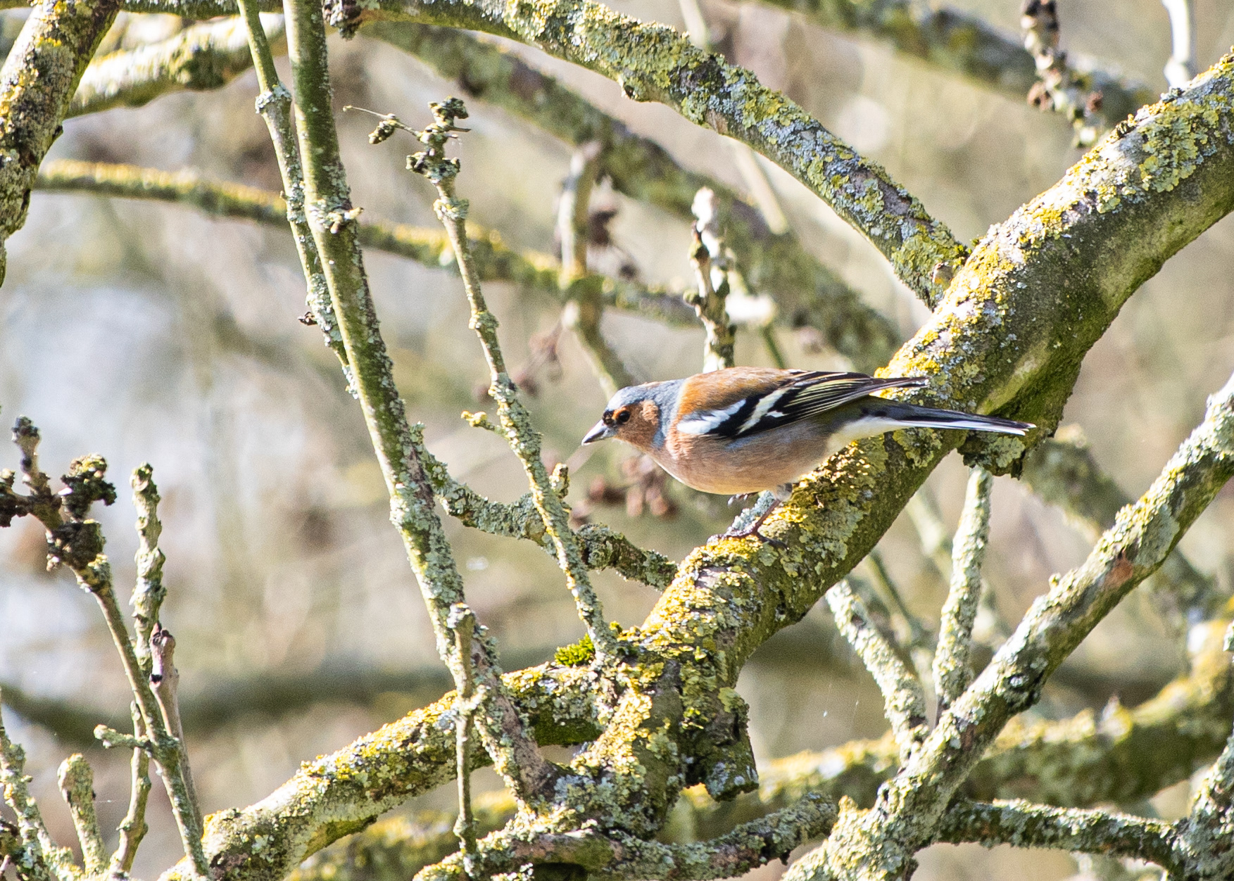 Vink