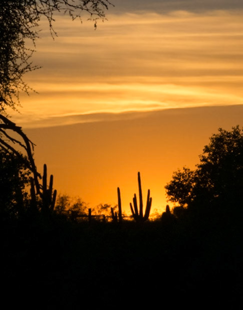 Saguaro National Park