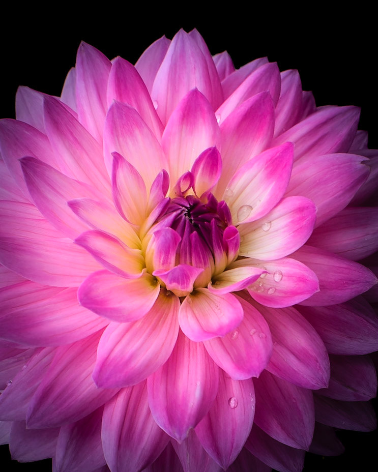 Dahlia