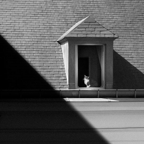 Le Chat
