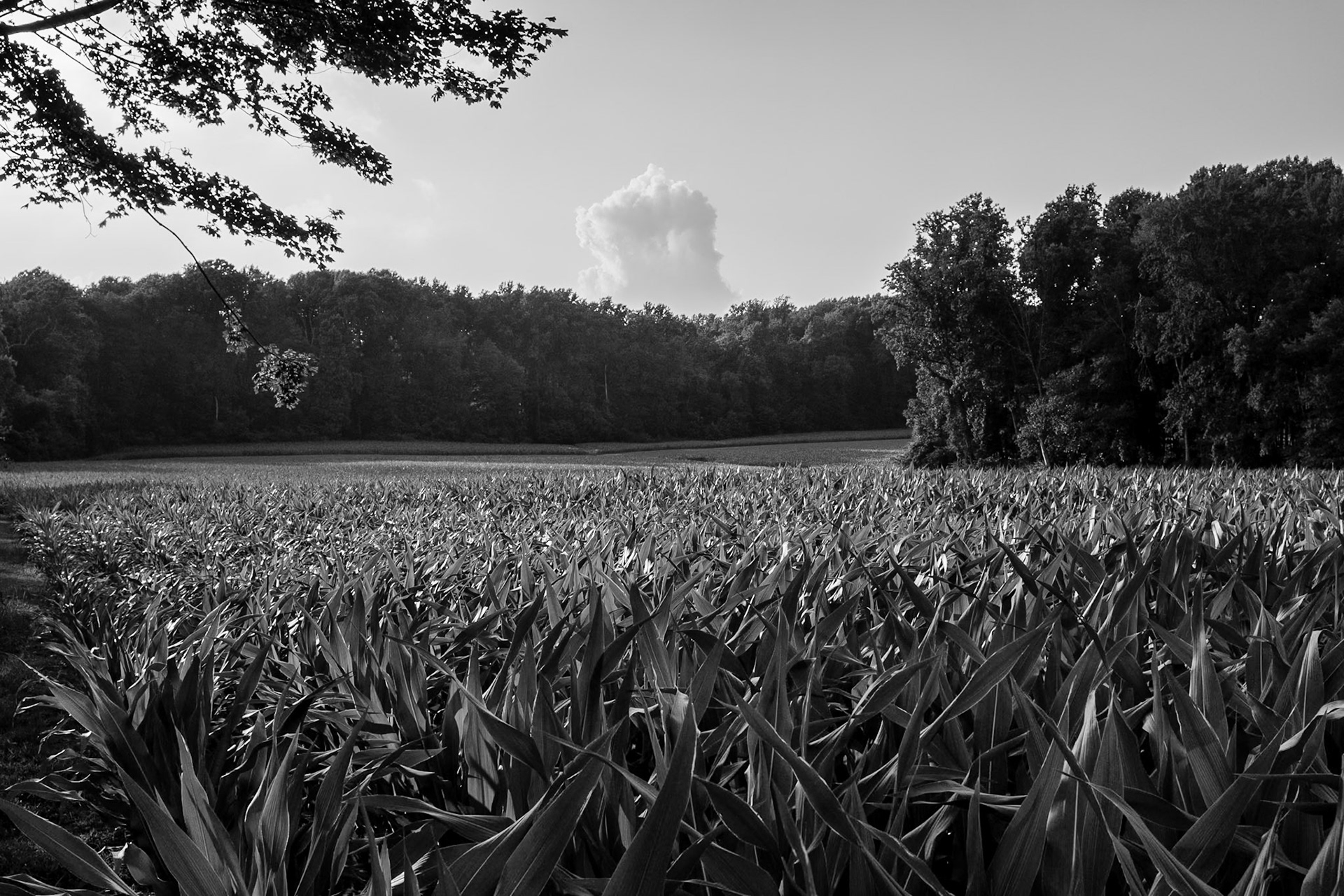 The Amish Field Behind My Father's House