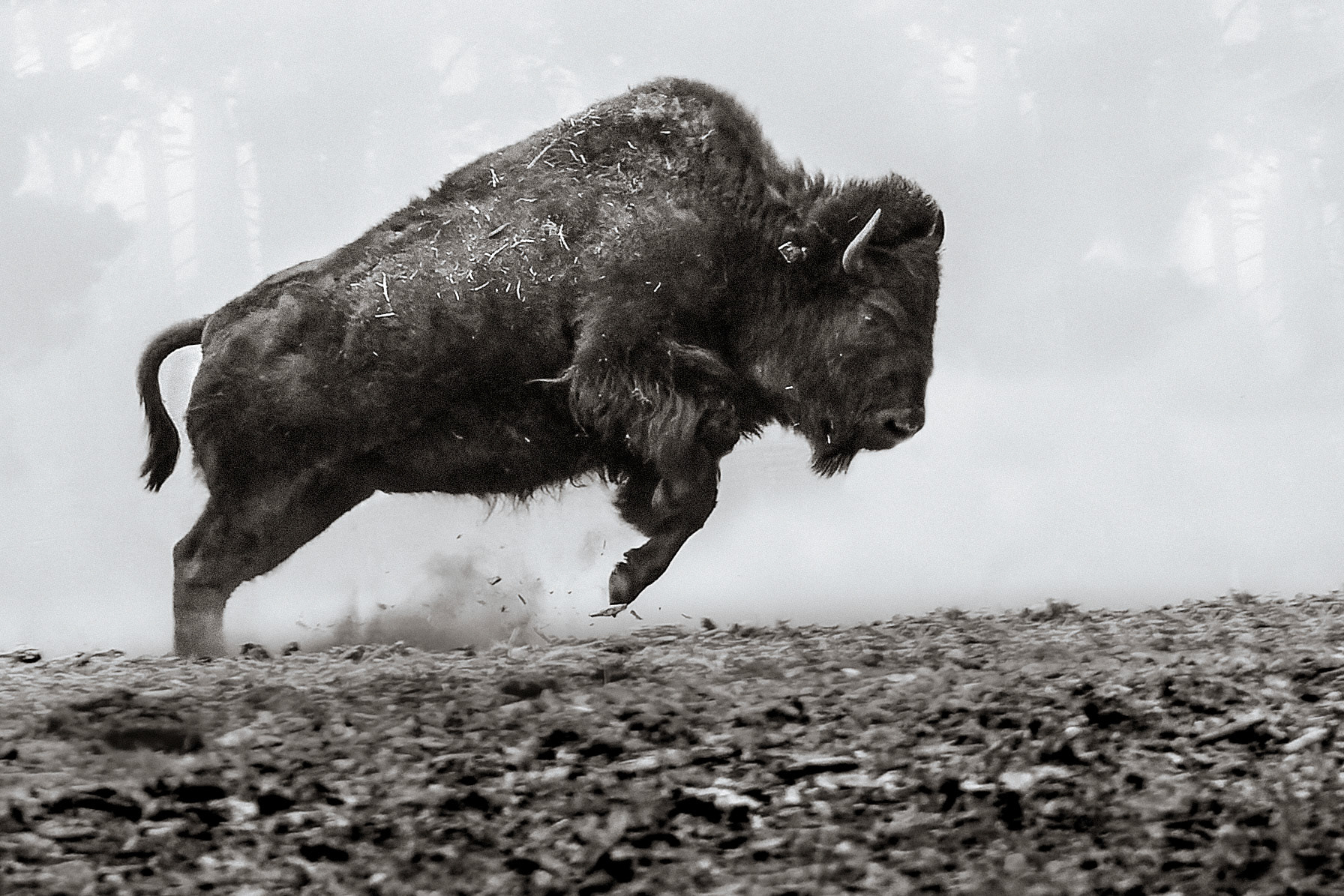 Bison Charging | Golden Gate Park