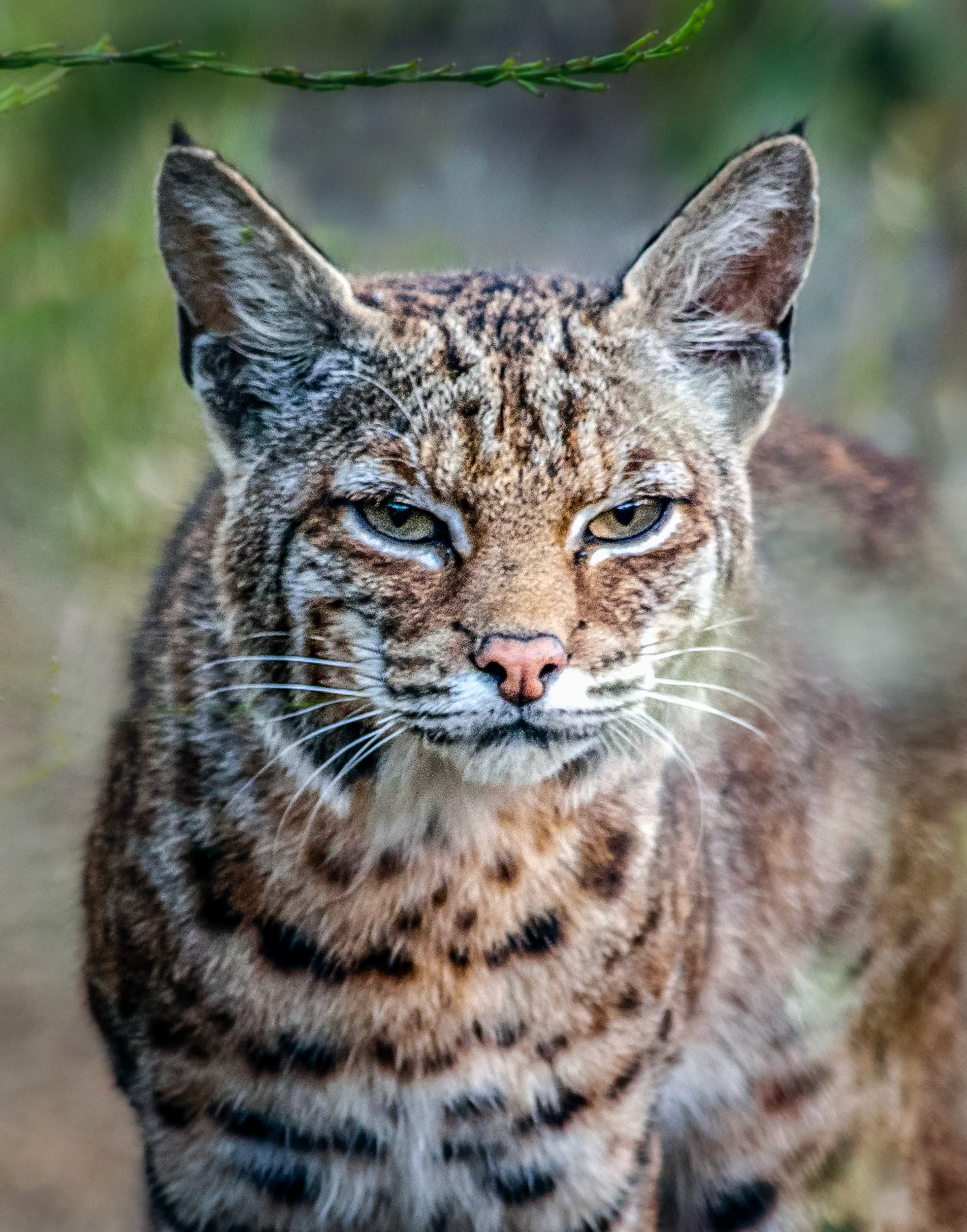 Bobcat | Point Reyes National Seashore