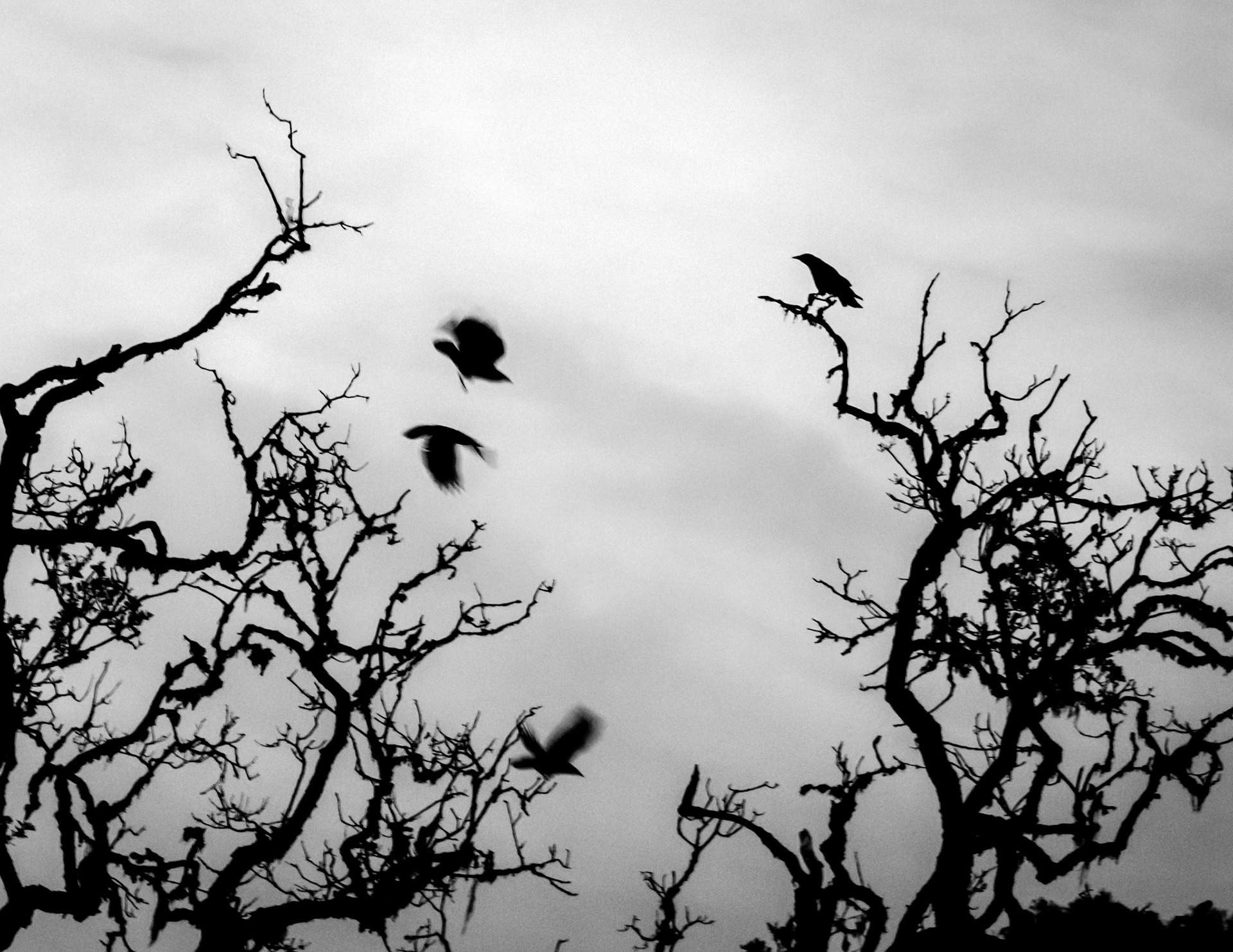 The Jagged Life of Crows II