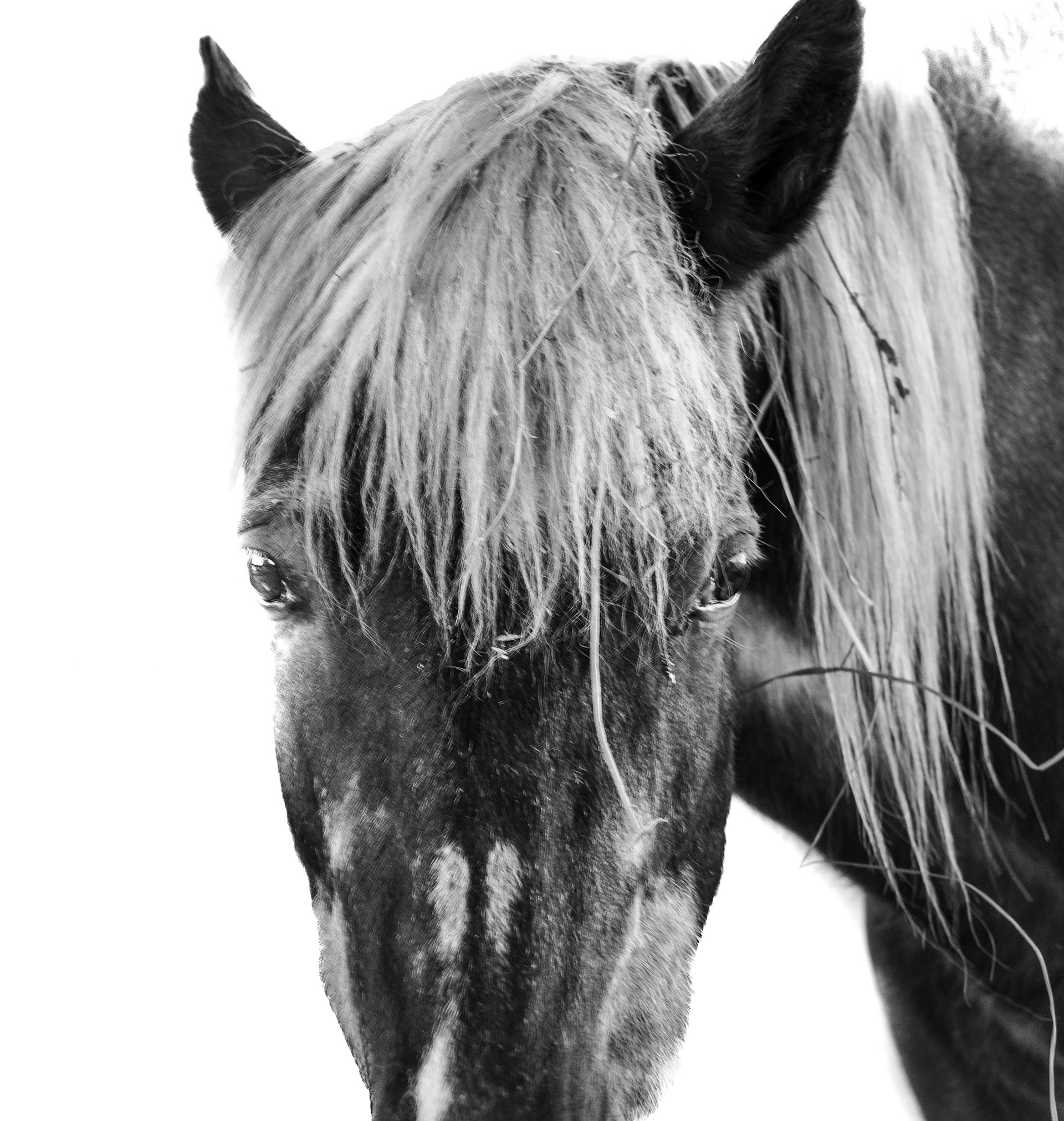 Horse Head | Pilot Hill, CA
