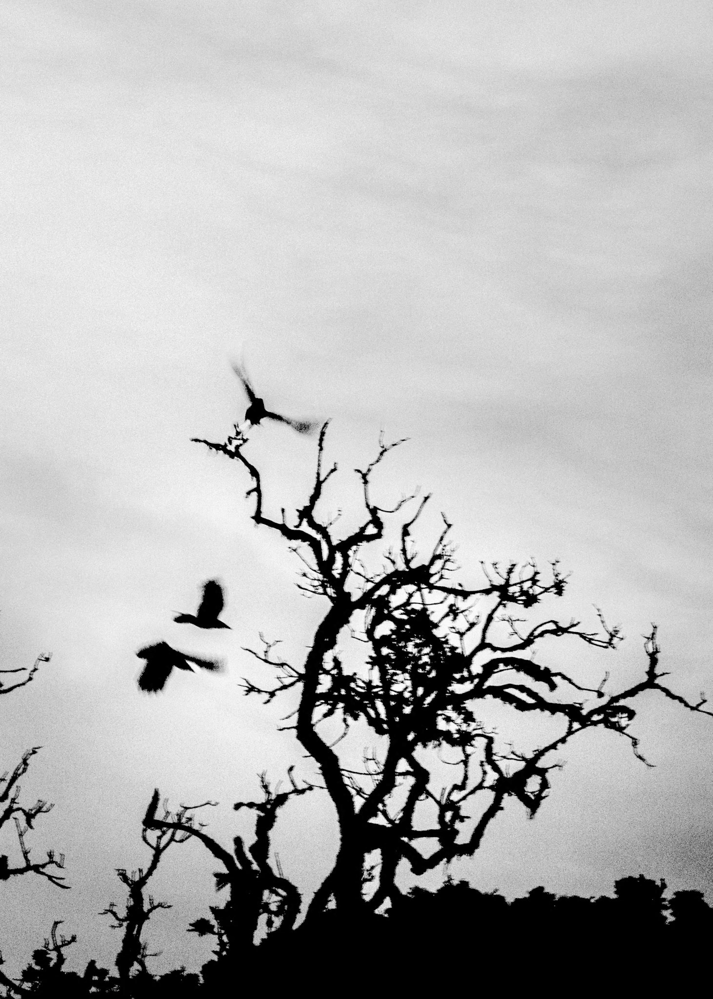 The Jagged Life of Crows I