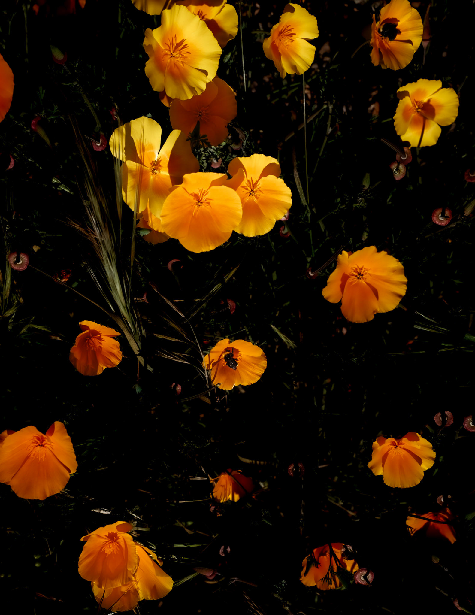 Poppy Blossoms