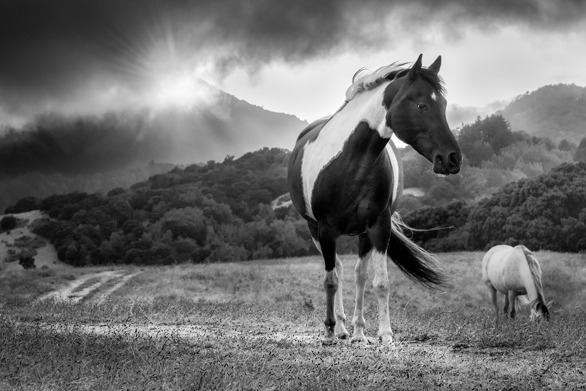 Horse Hill | Mill Valley, CA