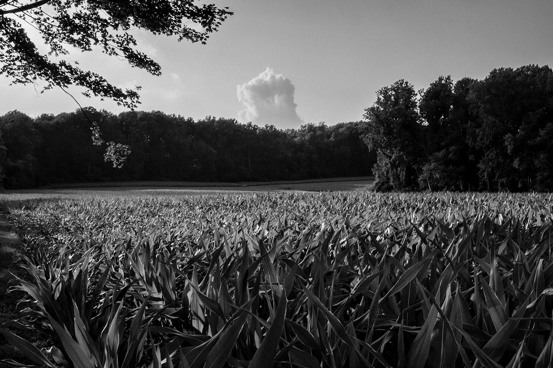 The Amish Farm Behind My Father's House