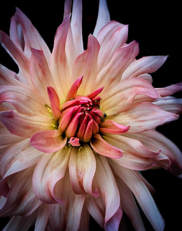 Dahlia