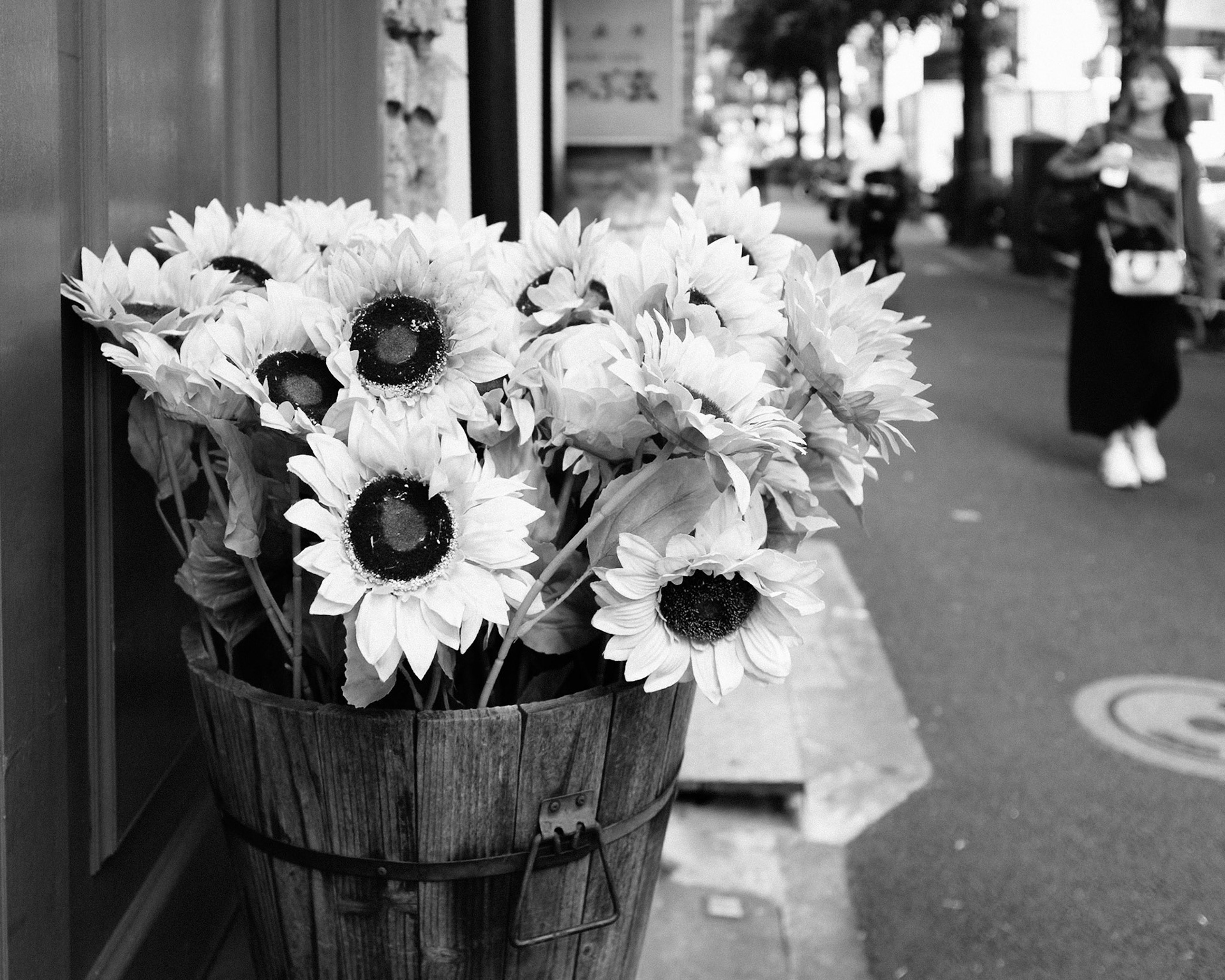 Sunflowers After Rain