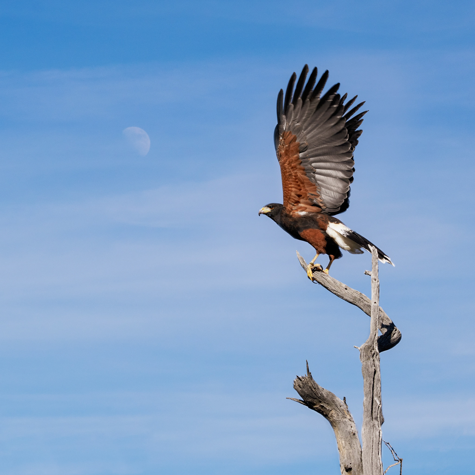 Eagle | Arizona-Sonora Desert Museum