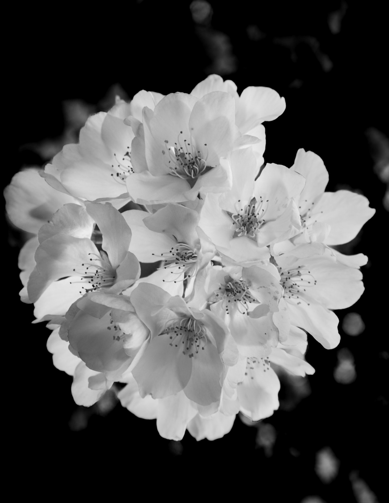 Sprung