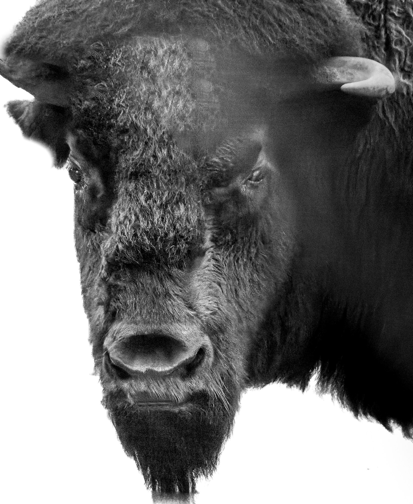 Bison