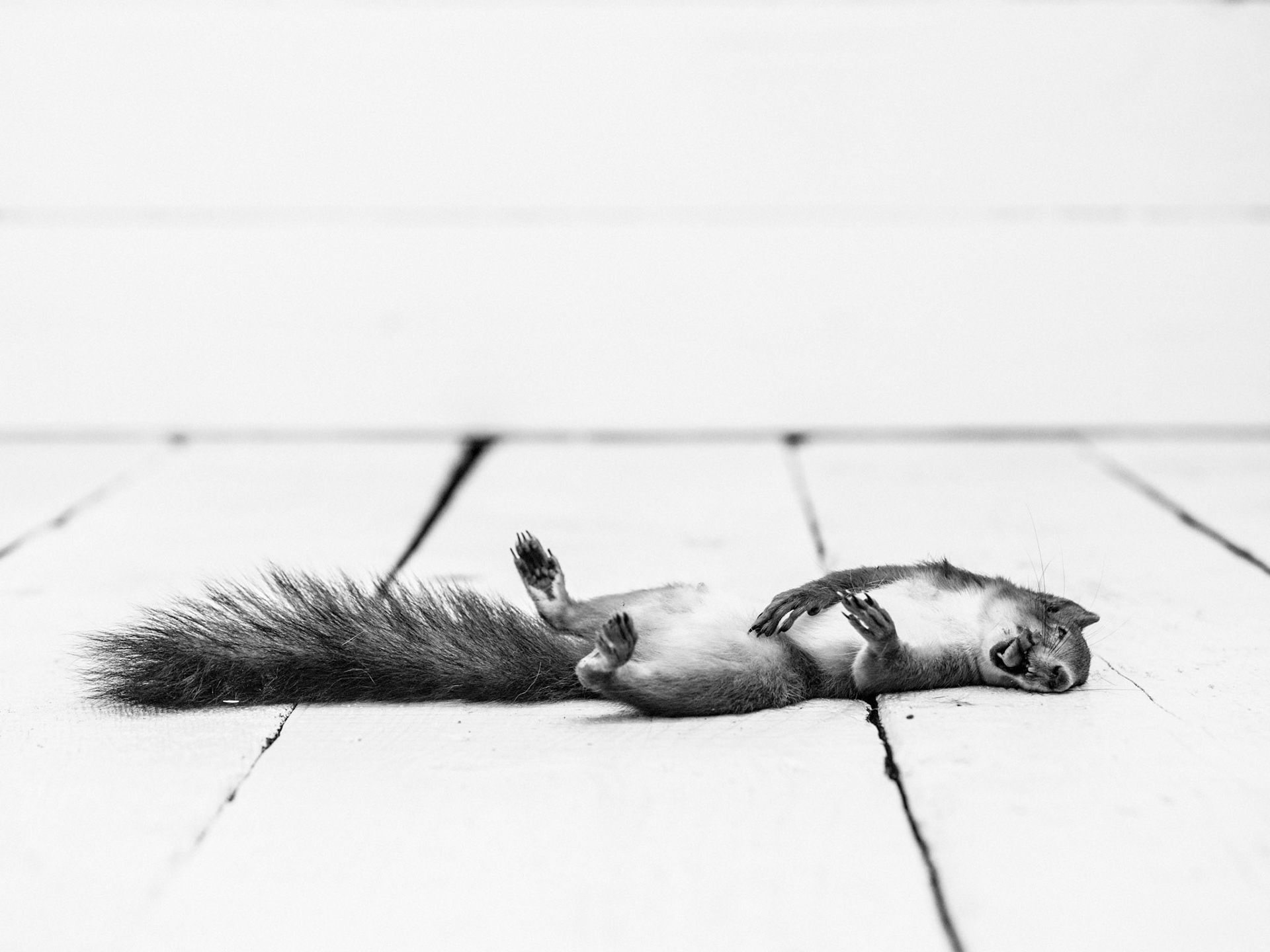 Squirrel (2) run over by cars