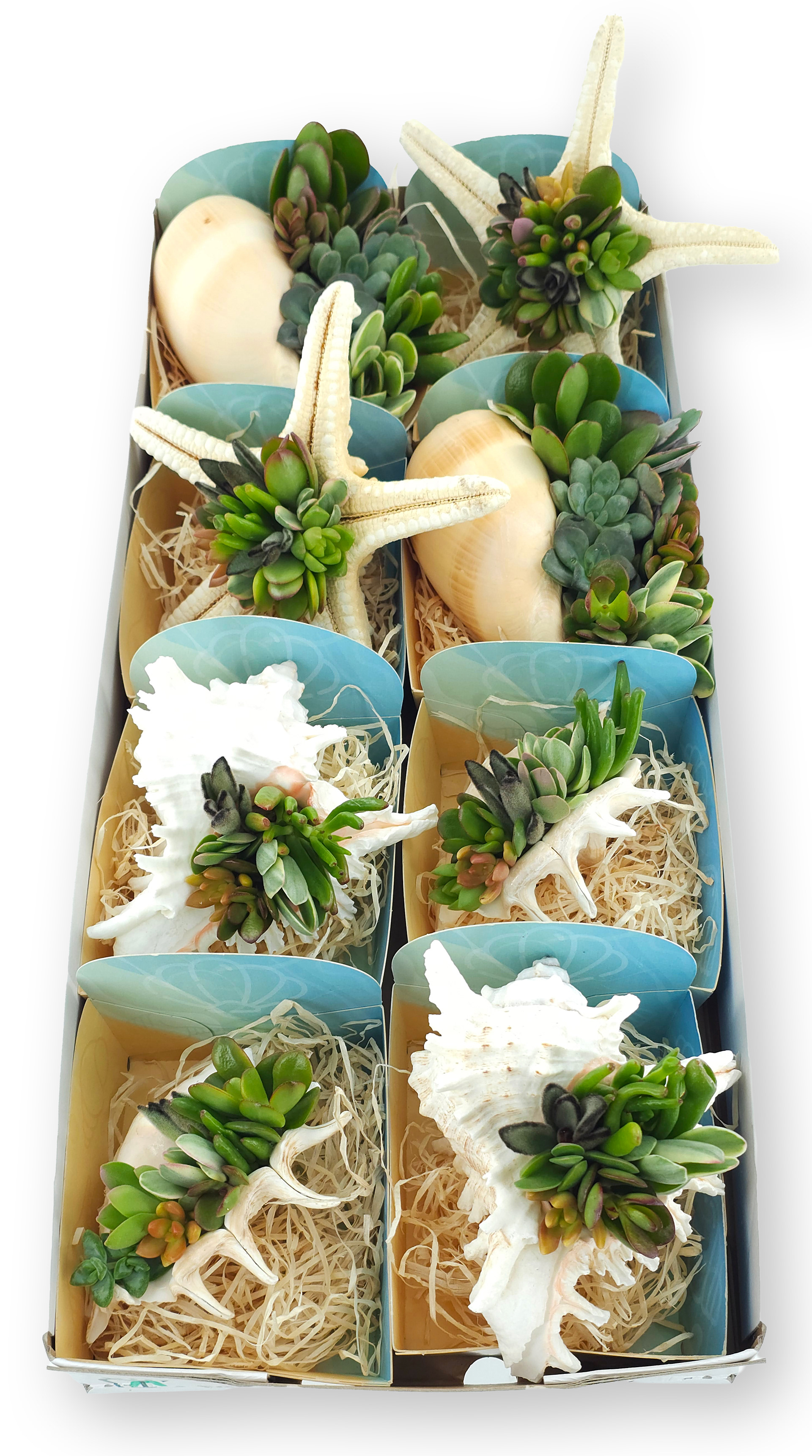 Mix Shells XL