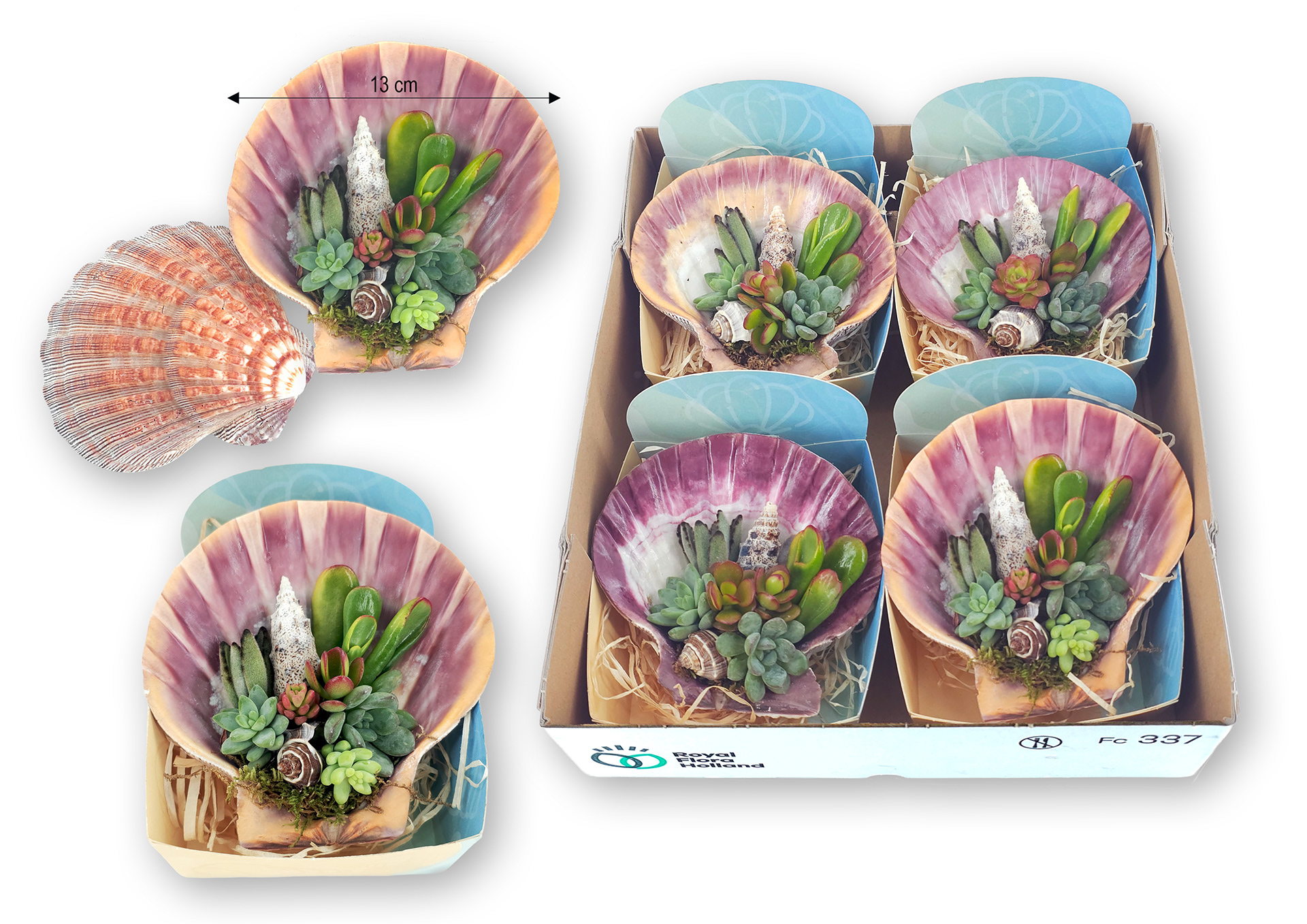 Pecten XL