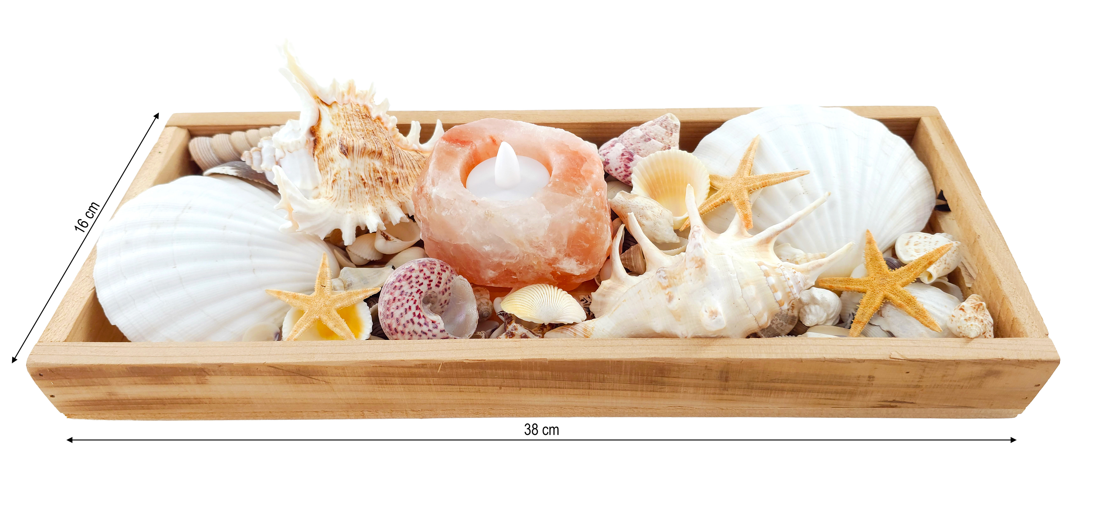 Shell Tray Nautila