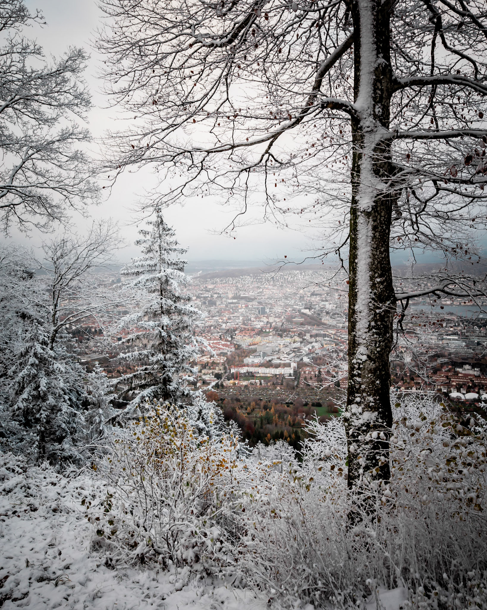 Winterliche Aussicht auf eine Stadt durch schneebedeckte Bäume