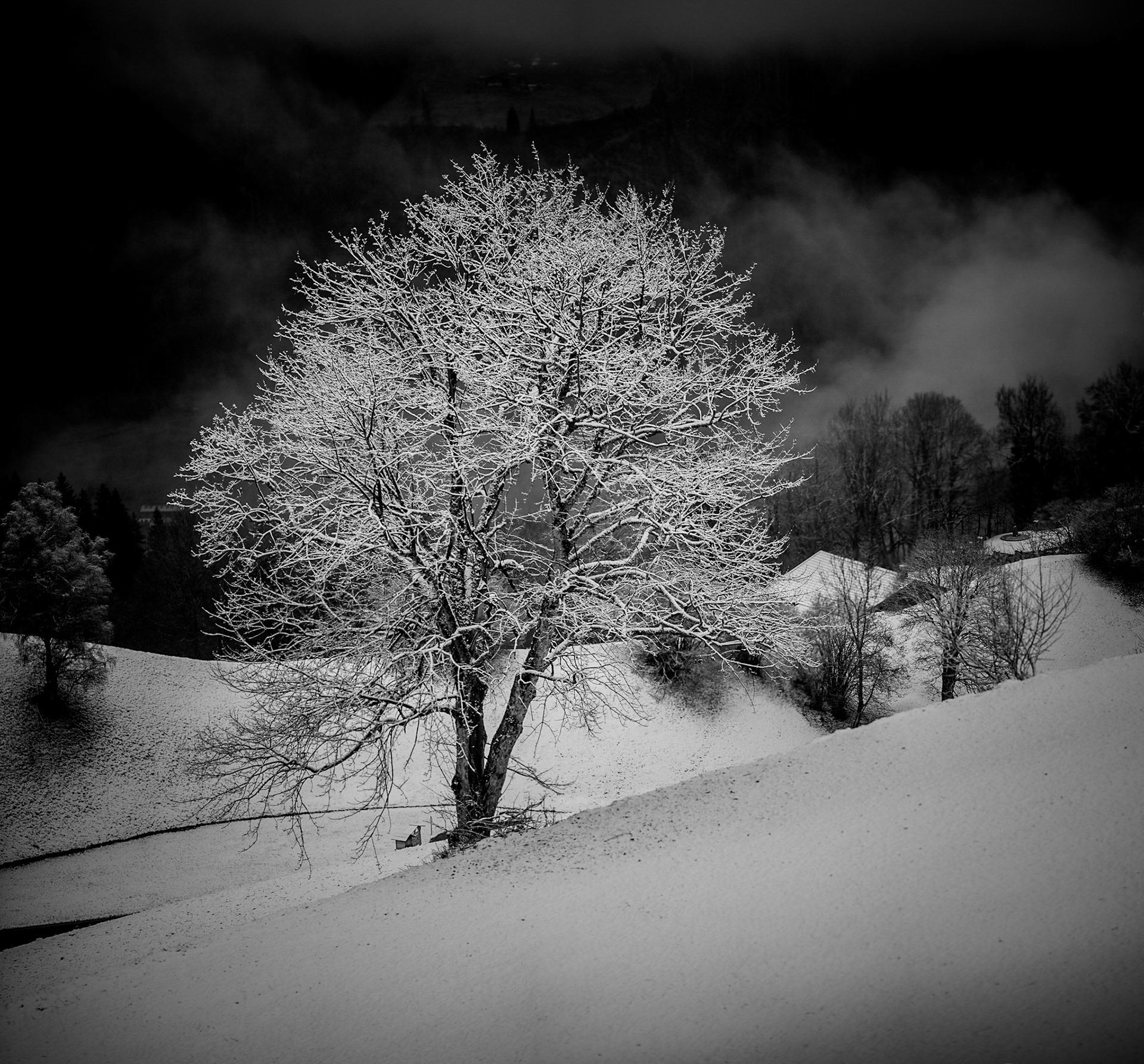 Schneebedeckter Baum in einer winterlichen Landschaft in Schwarzweiß