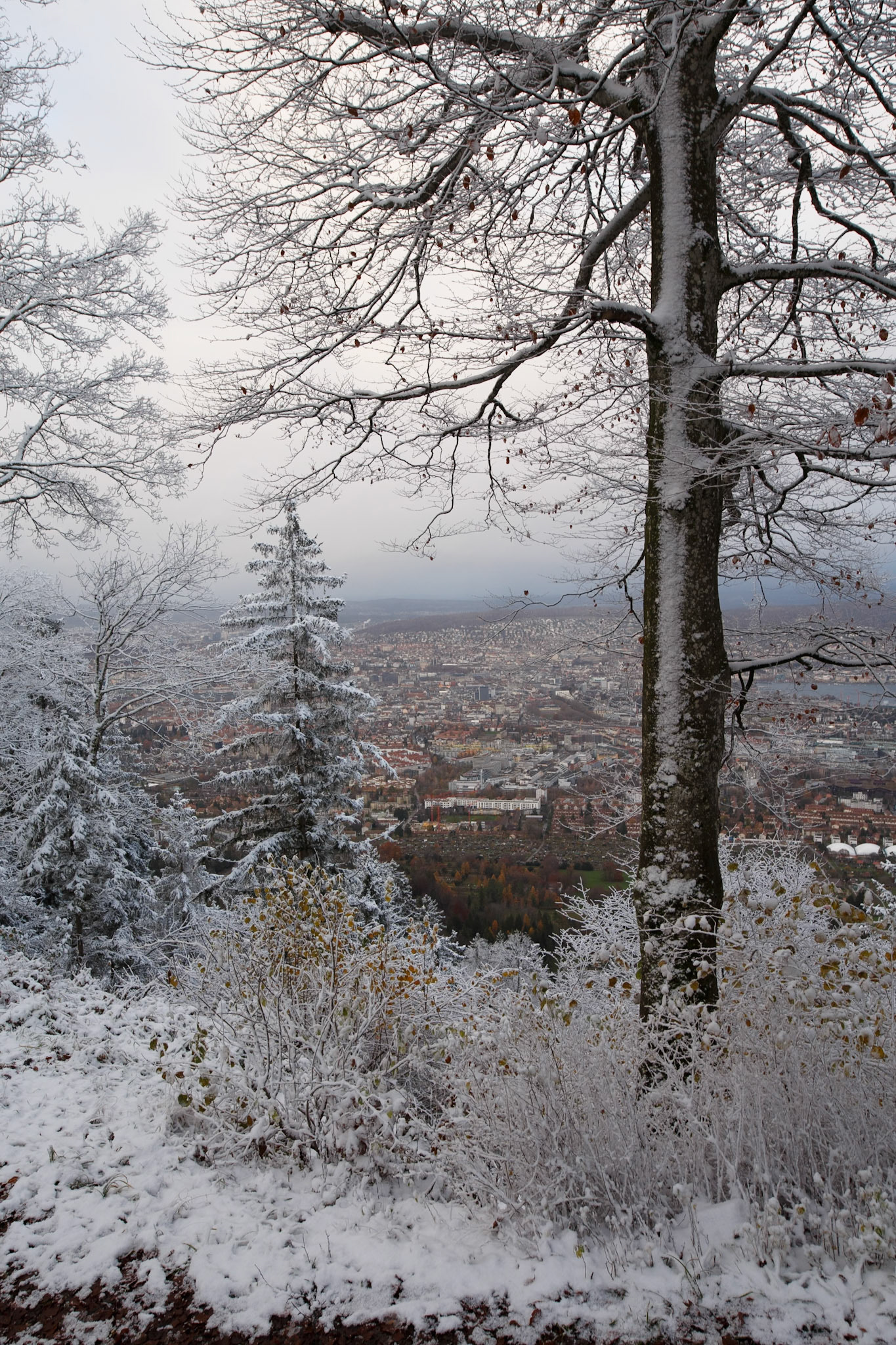 Winterliche Aussicht auf eine Stadt durch schneebedeckte Bäume