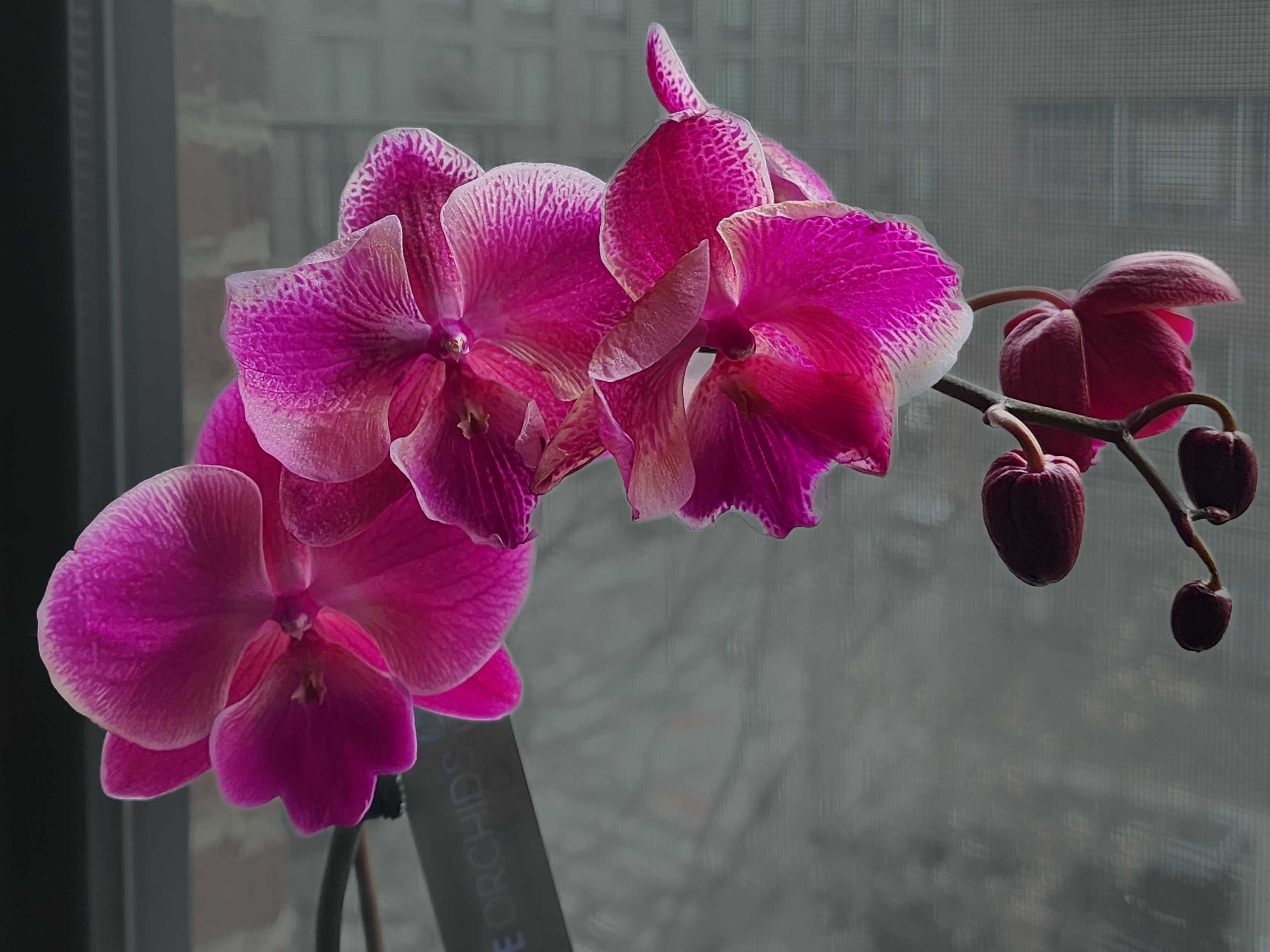 Why Your Orchid Blooms Are Aging So Fast