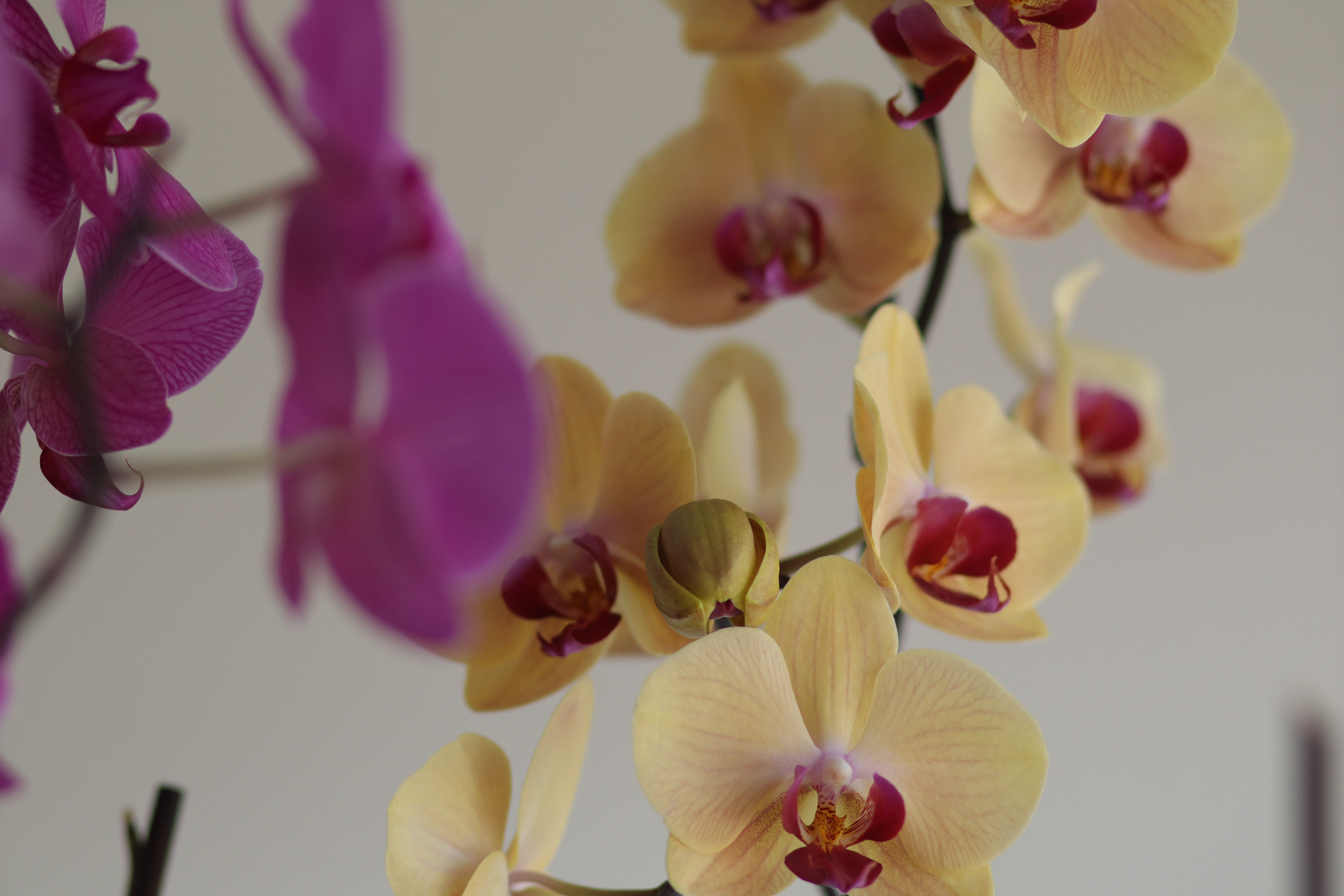 Two Phalaenopsis orchids — magenta soft in foreground, yellow with crimson centers sharp behind